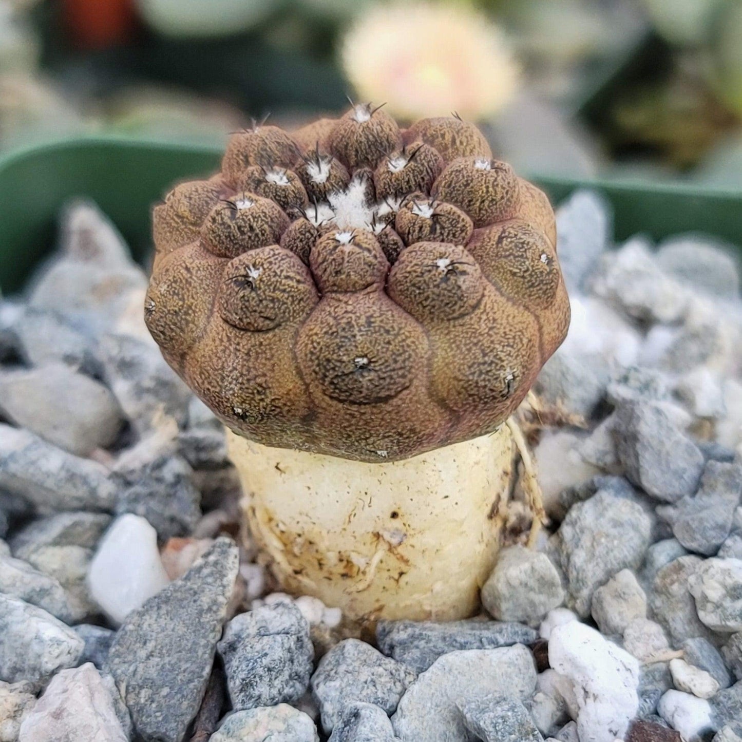 Copiapoa hypogaea 'Lizard Skin'