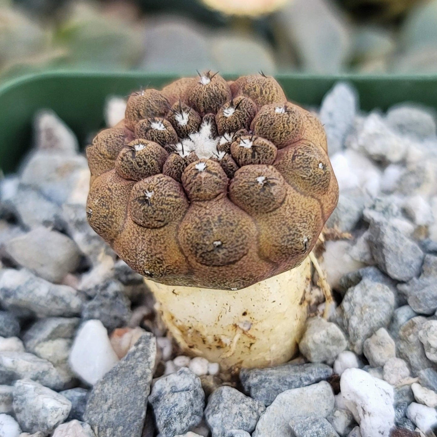 Copiapoa hypogaea 'Lizard Skin'