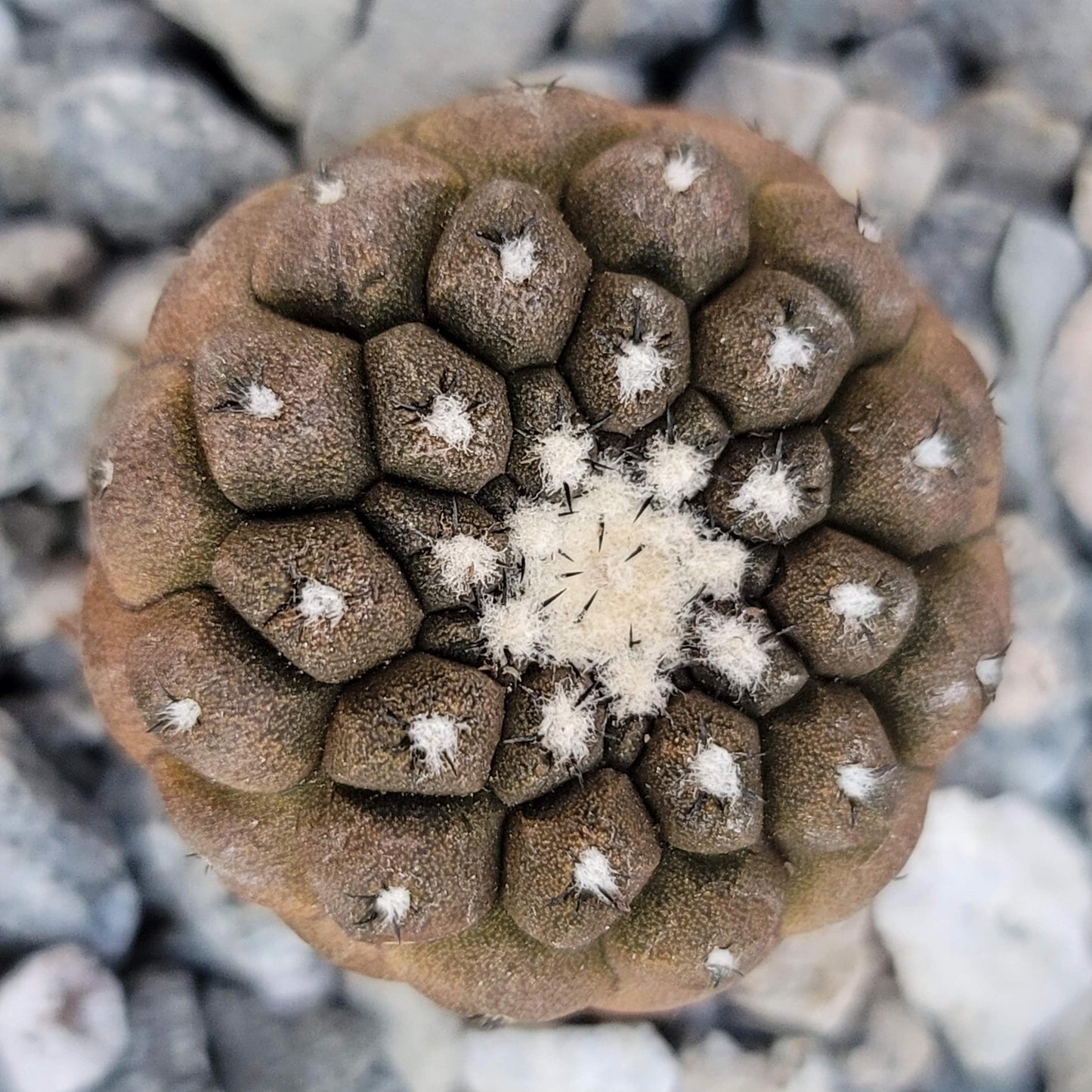 Copiapoa hypogaea 'Lizard Skin'