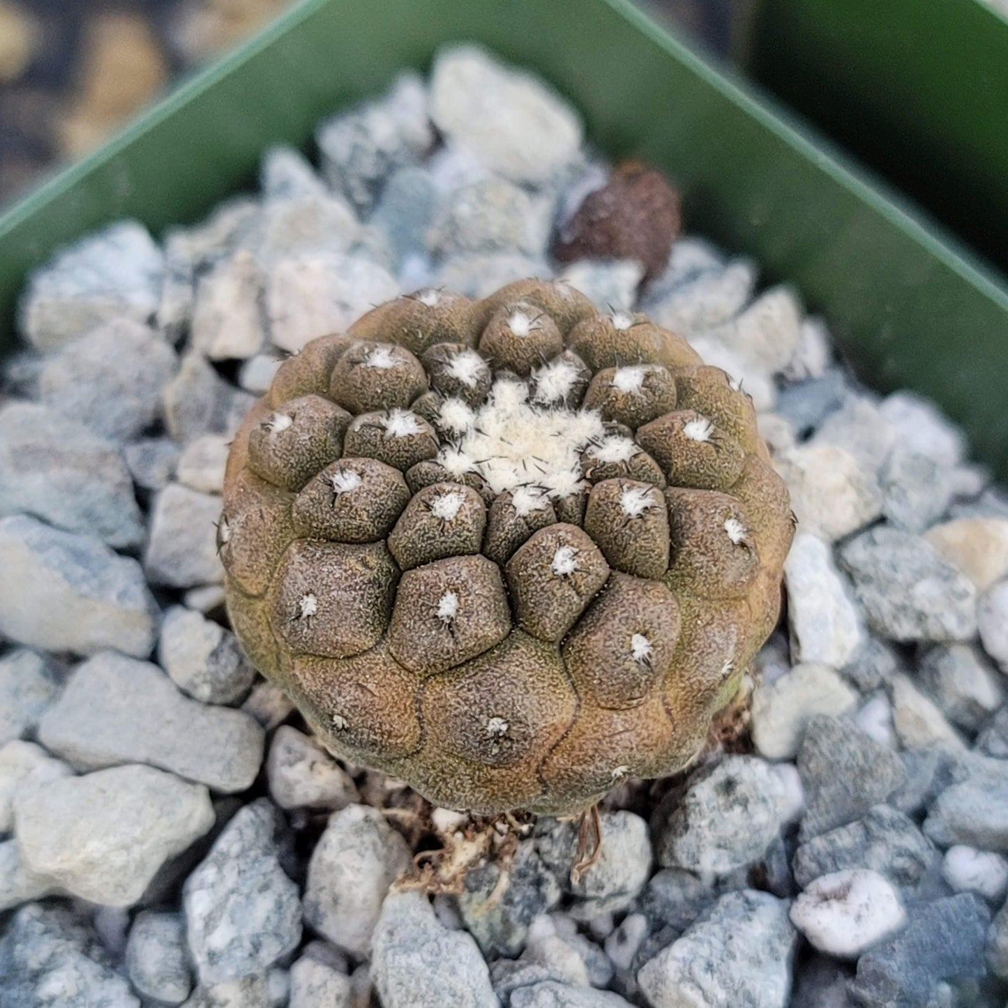 Copiapoa hypogaea 'Lizard Skin'