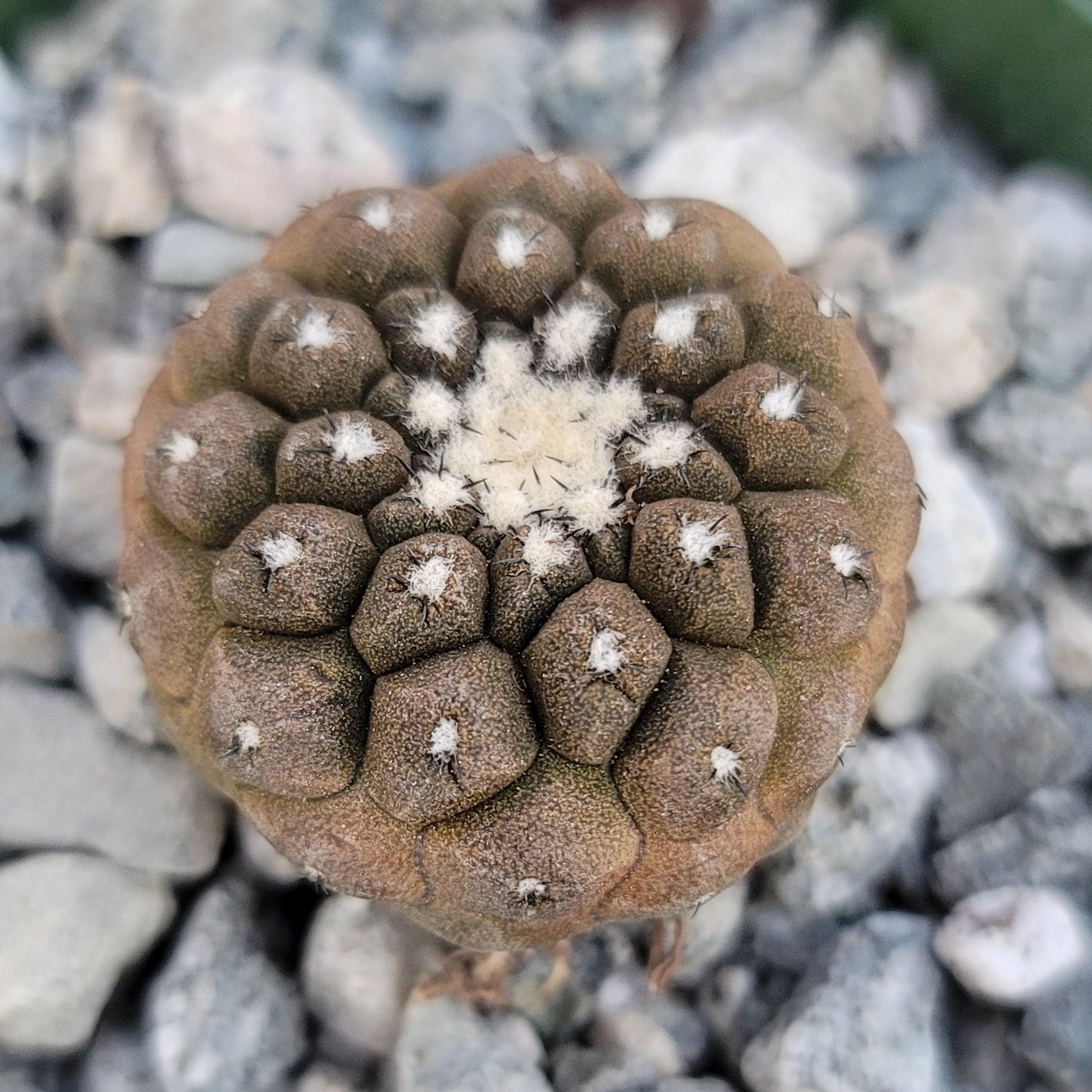 Copiapoa hypogaea 'Lizard Skin'
