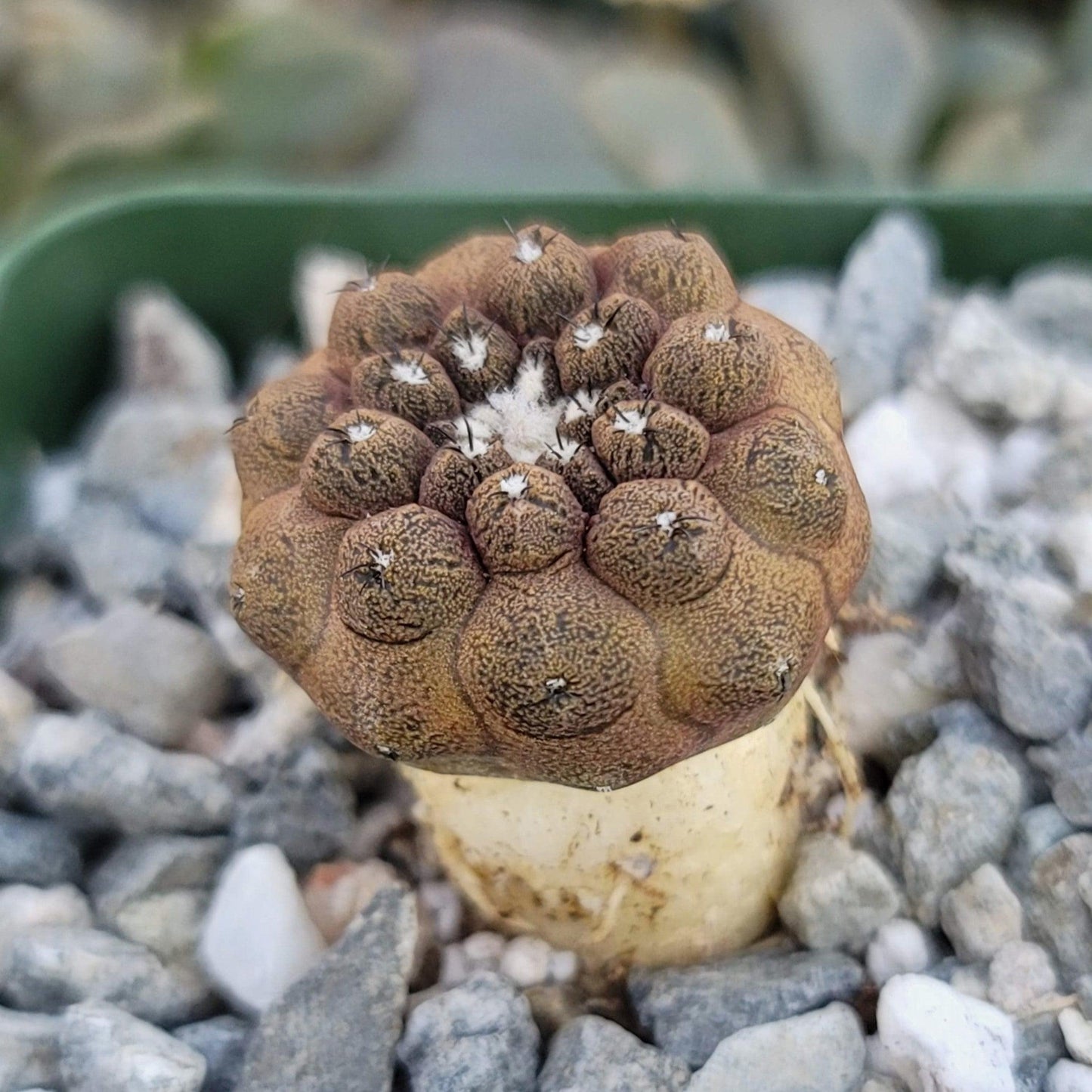Copiapoa hypogaea 'Lizard Skin'