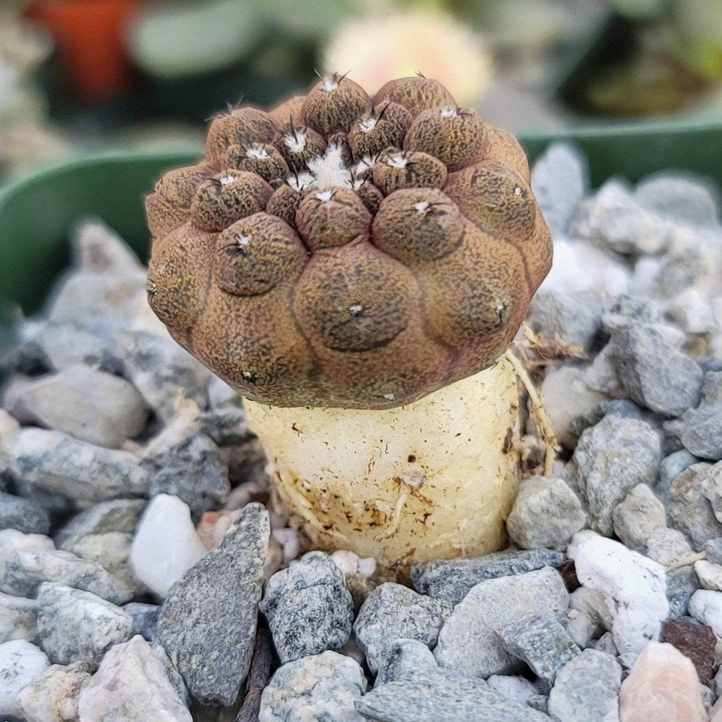 Copiapoa hypogaea 'Lizard Skin'