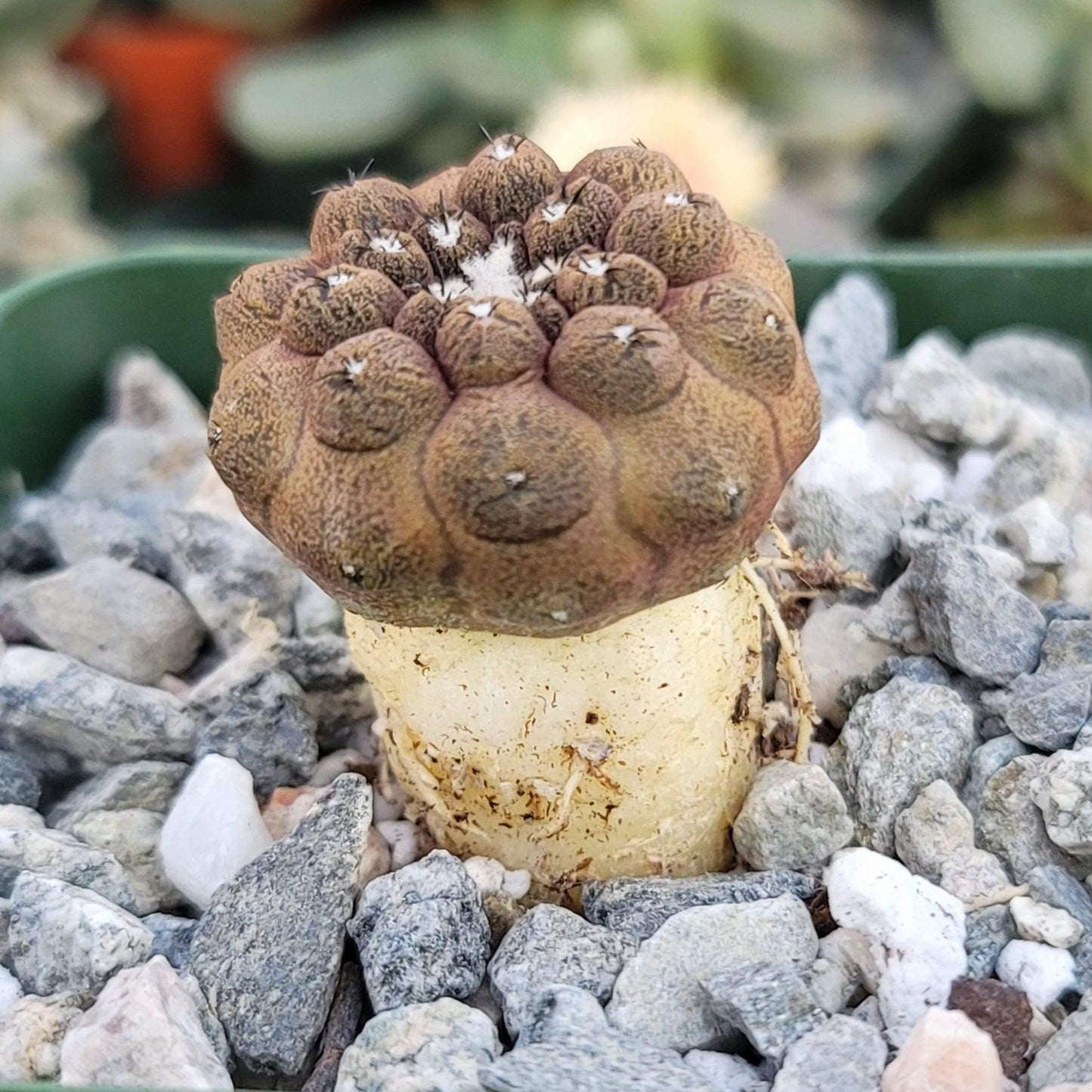 Copiapoa hypogaea 'Lizard Skin'
