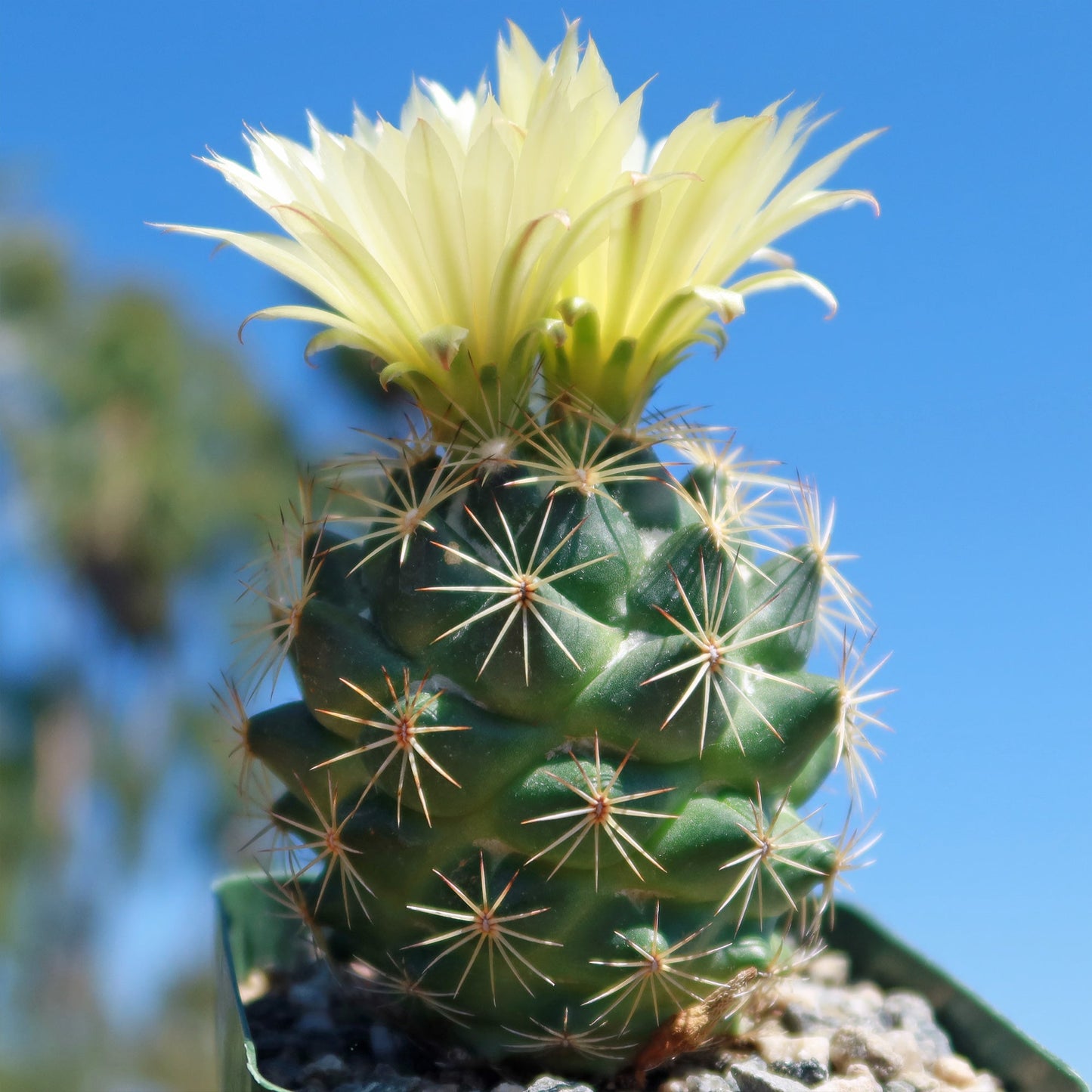 Coryphantha compacta