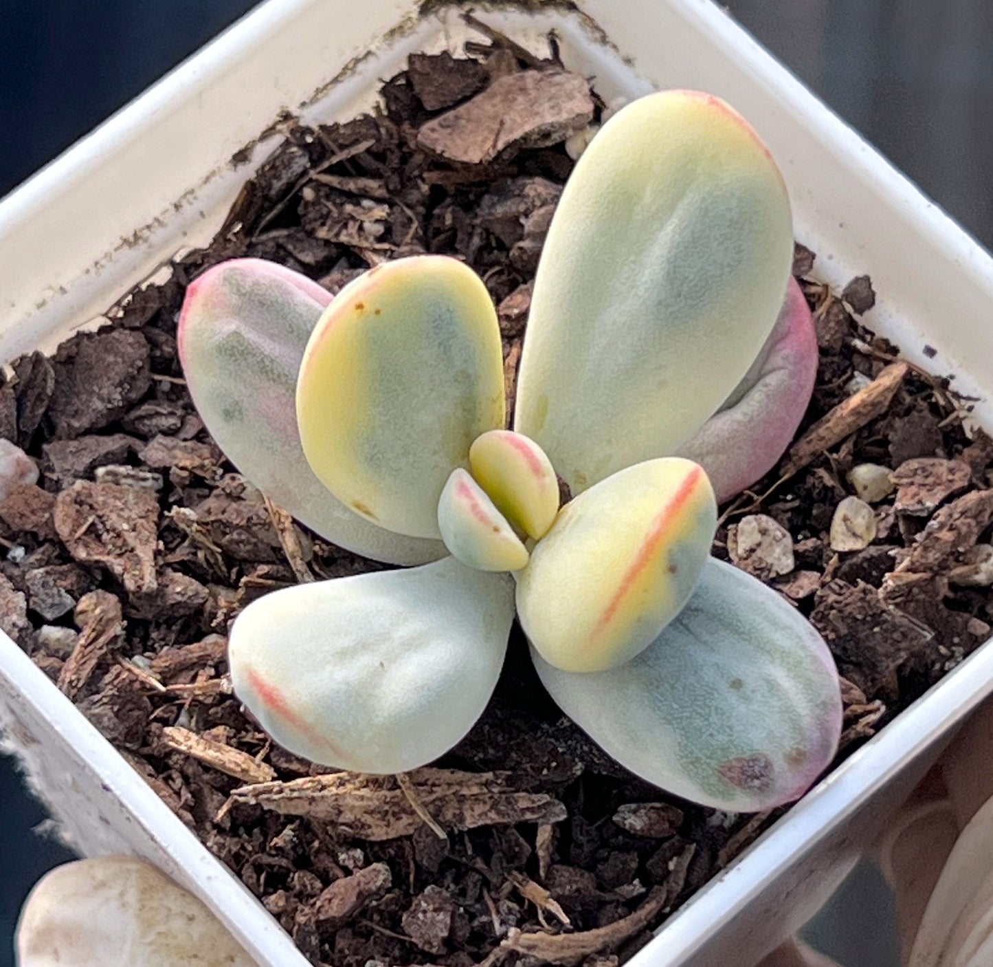 C. orbiculata cv. round leaf variegated