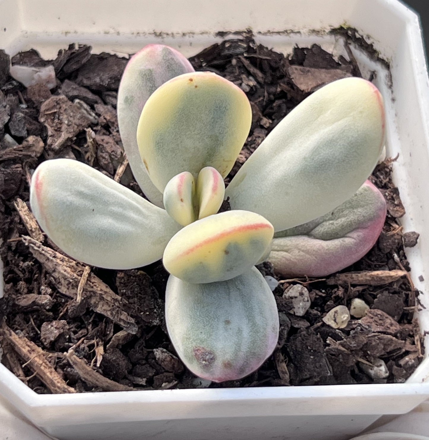 C. orbiculata cv. round leaf variegated