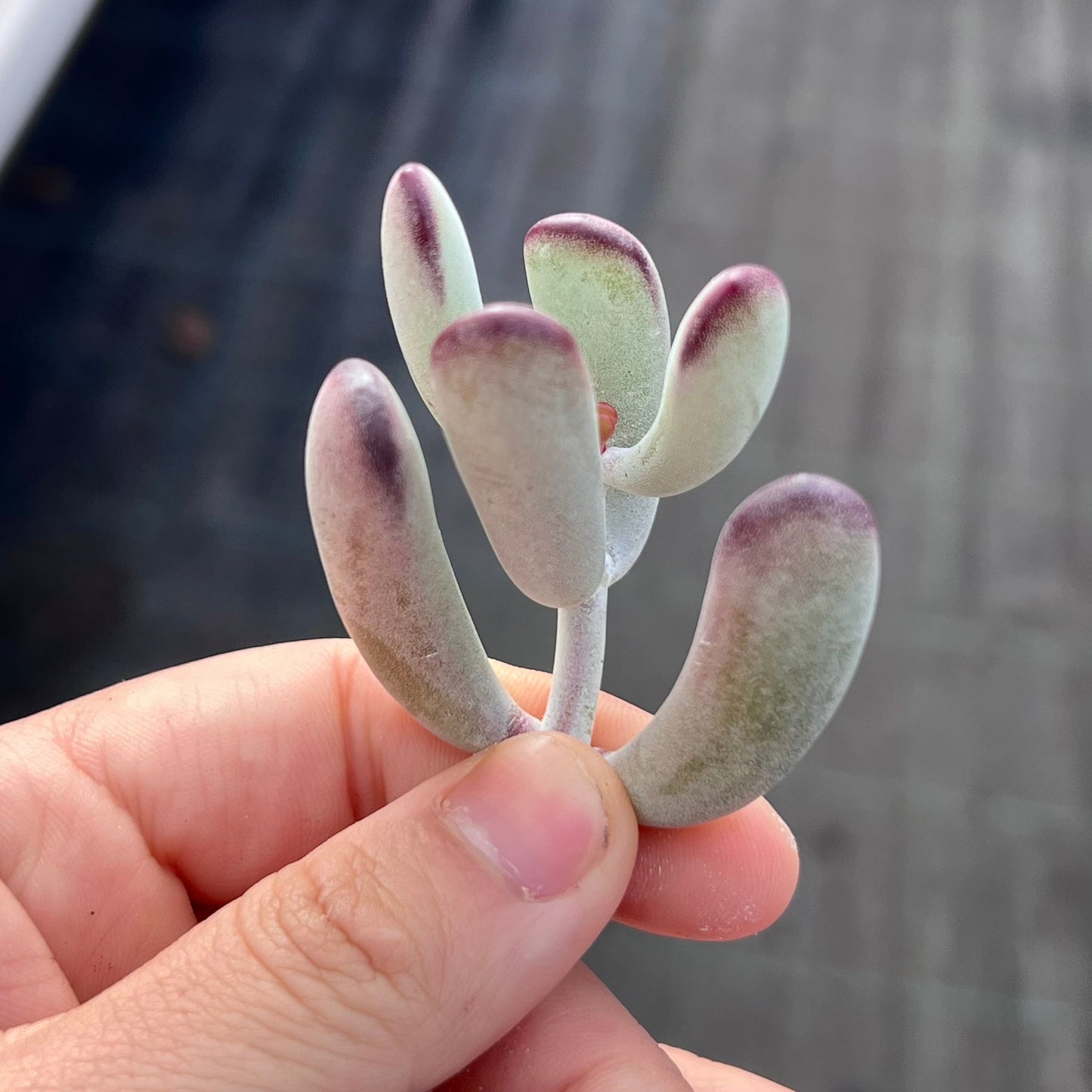 C. orbiculata 'Oophylla' - Cutting x 1