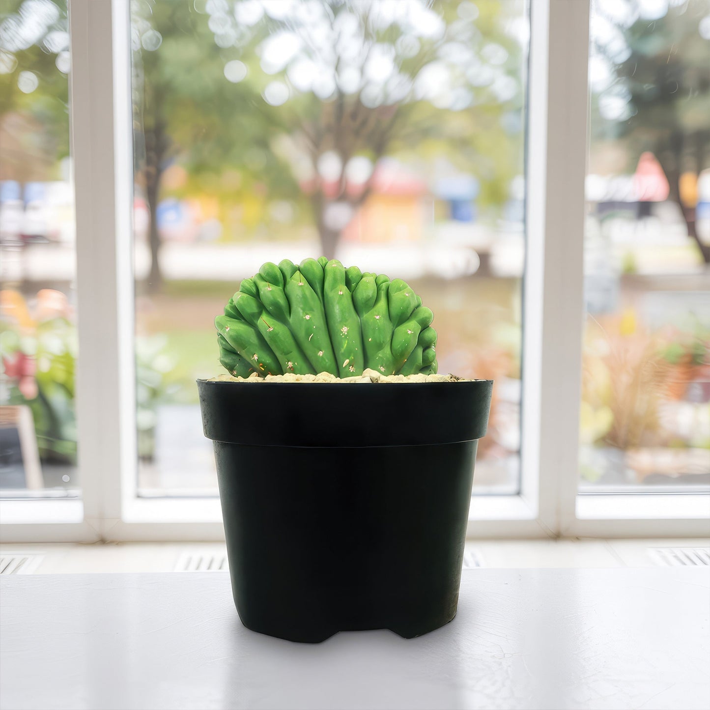 Crested San Pedro Cactus 'Echinopsis pachanoi cristata'
