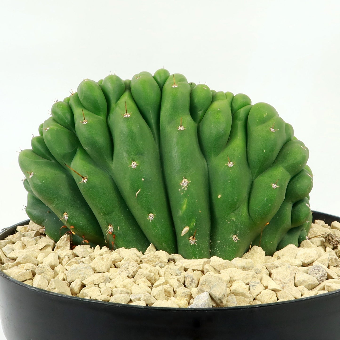Crested San Pedro Cactus 'Echinopsis pachanoi cristata'