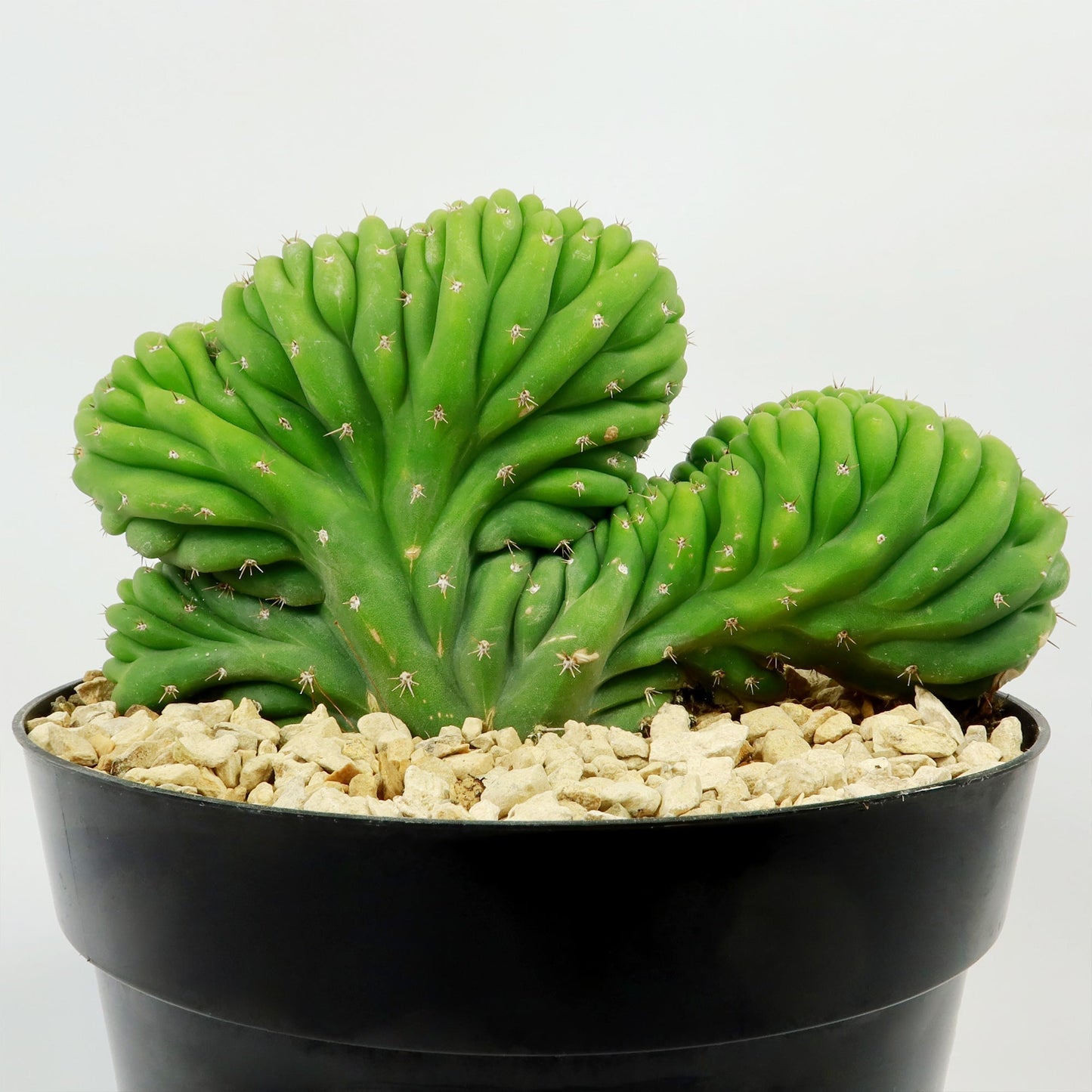 Crested San Pedro Cactus 'Echinopsis pachanoi cristata'