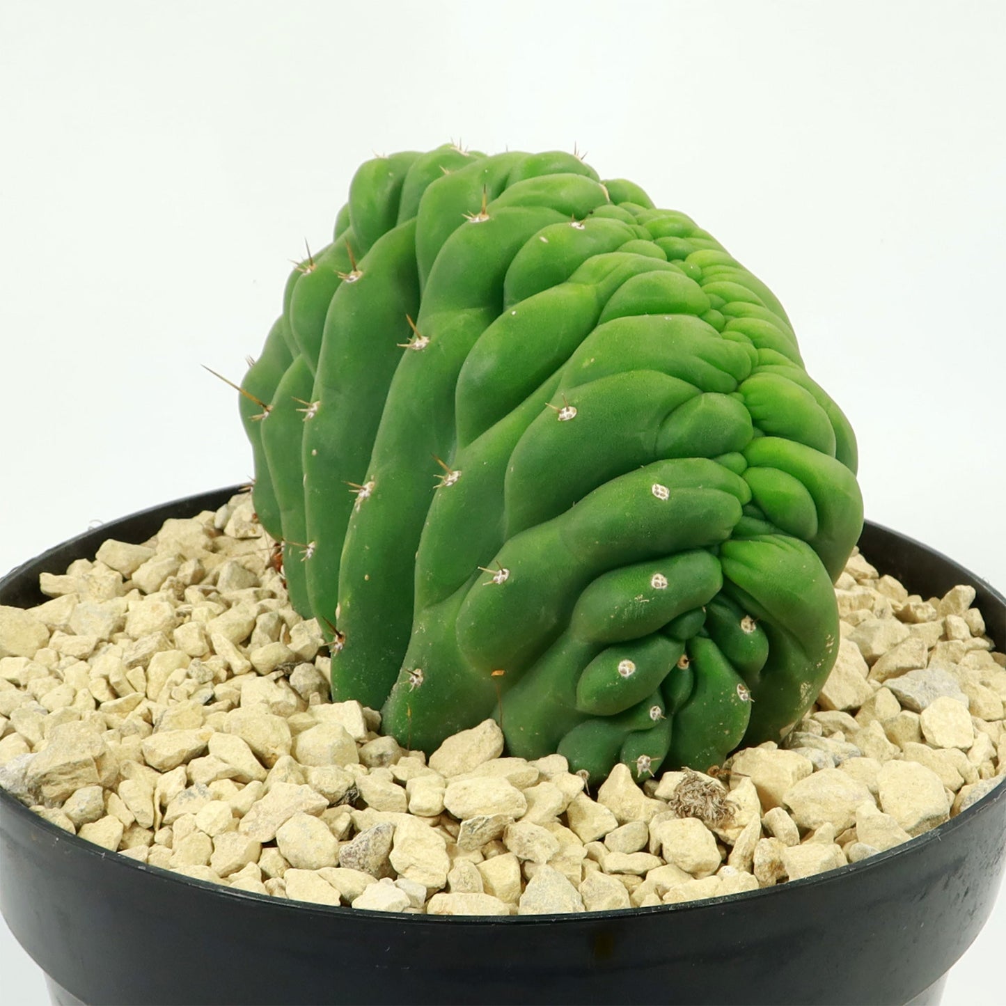 Crested San Pedro Cactus 'Echinopsis pachanoi cristata'