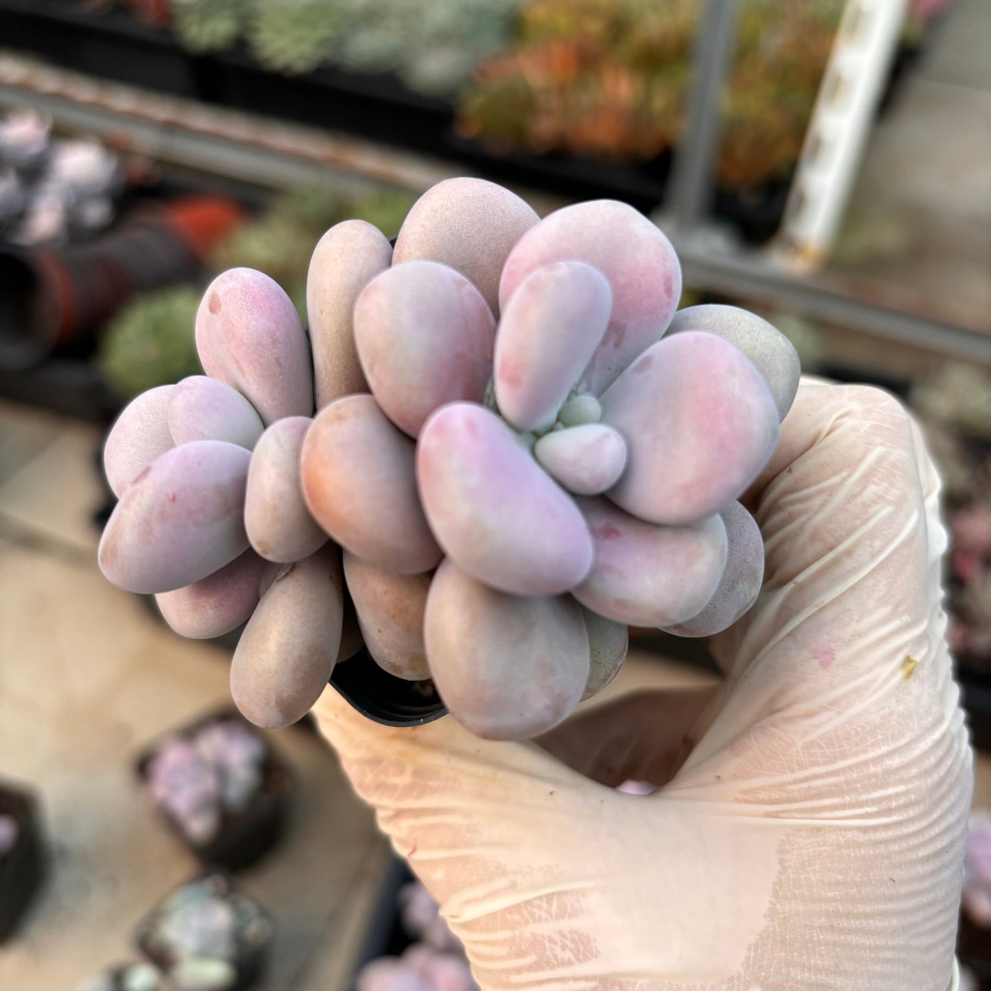 Specail!Graptopetalum Amethystinum Lavender Pebbles 桃蛋