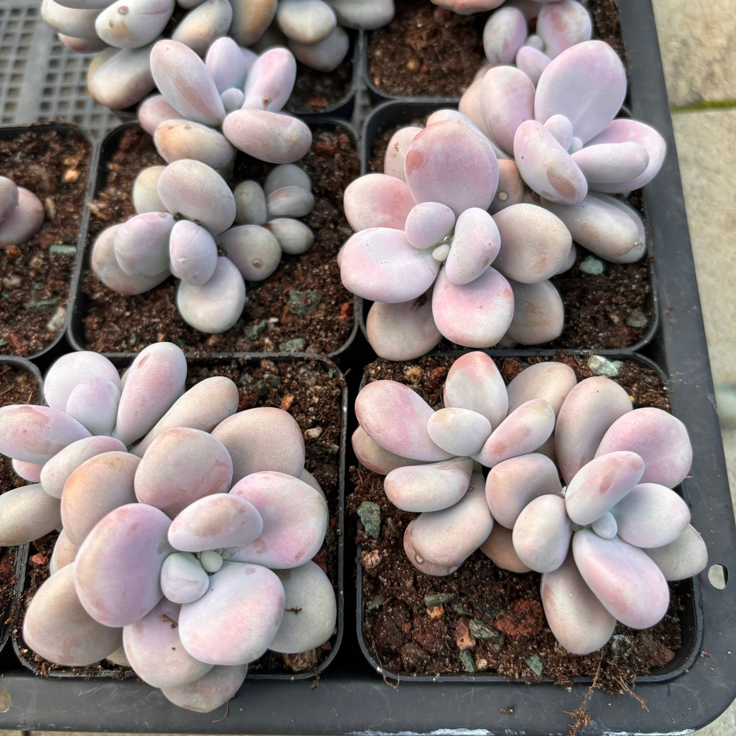 Specail!Graptopetalum Amethystinum Lavender Pebbles 桃蛋