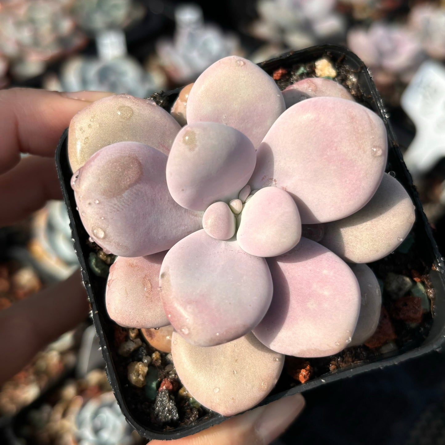 Specail!Graptopetalum Amethystinum Lavender Pebbles 桃蛋