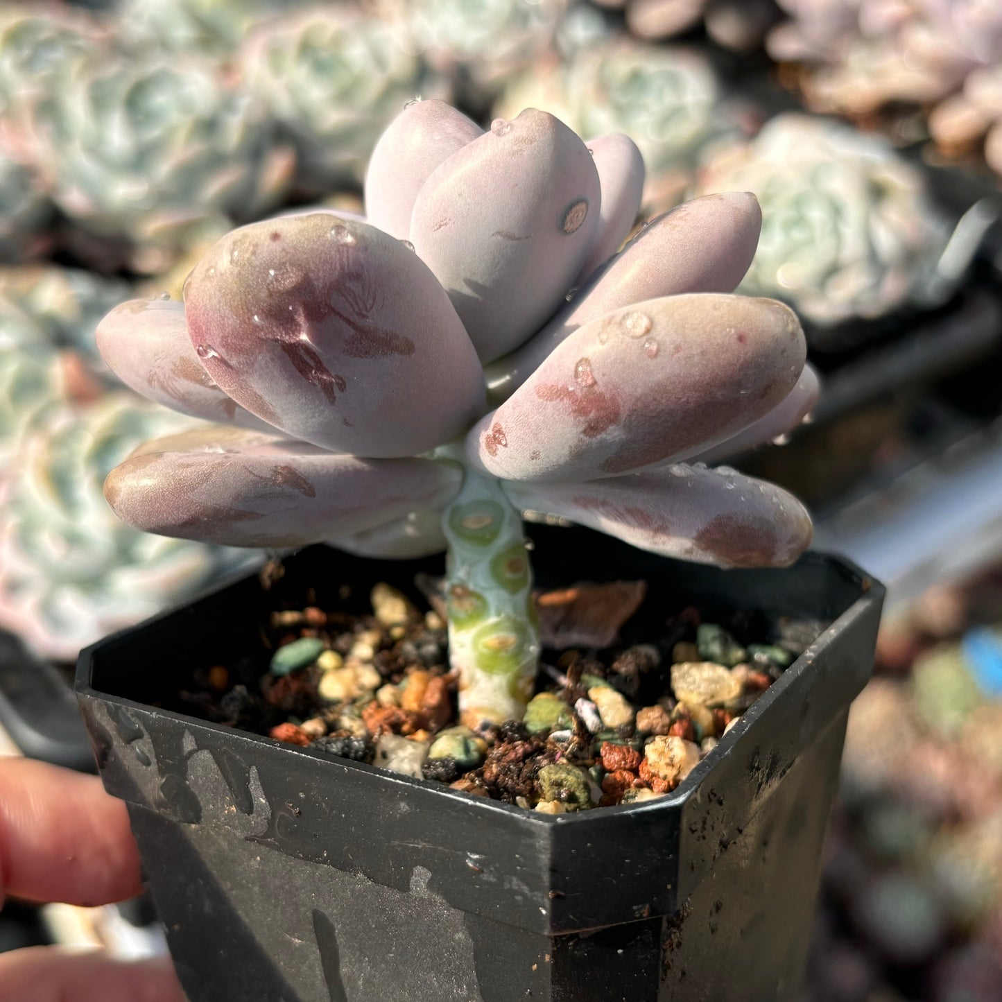 Specail!Graptopetalum Amethystinum Lavender Pebbles 桃蛋