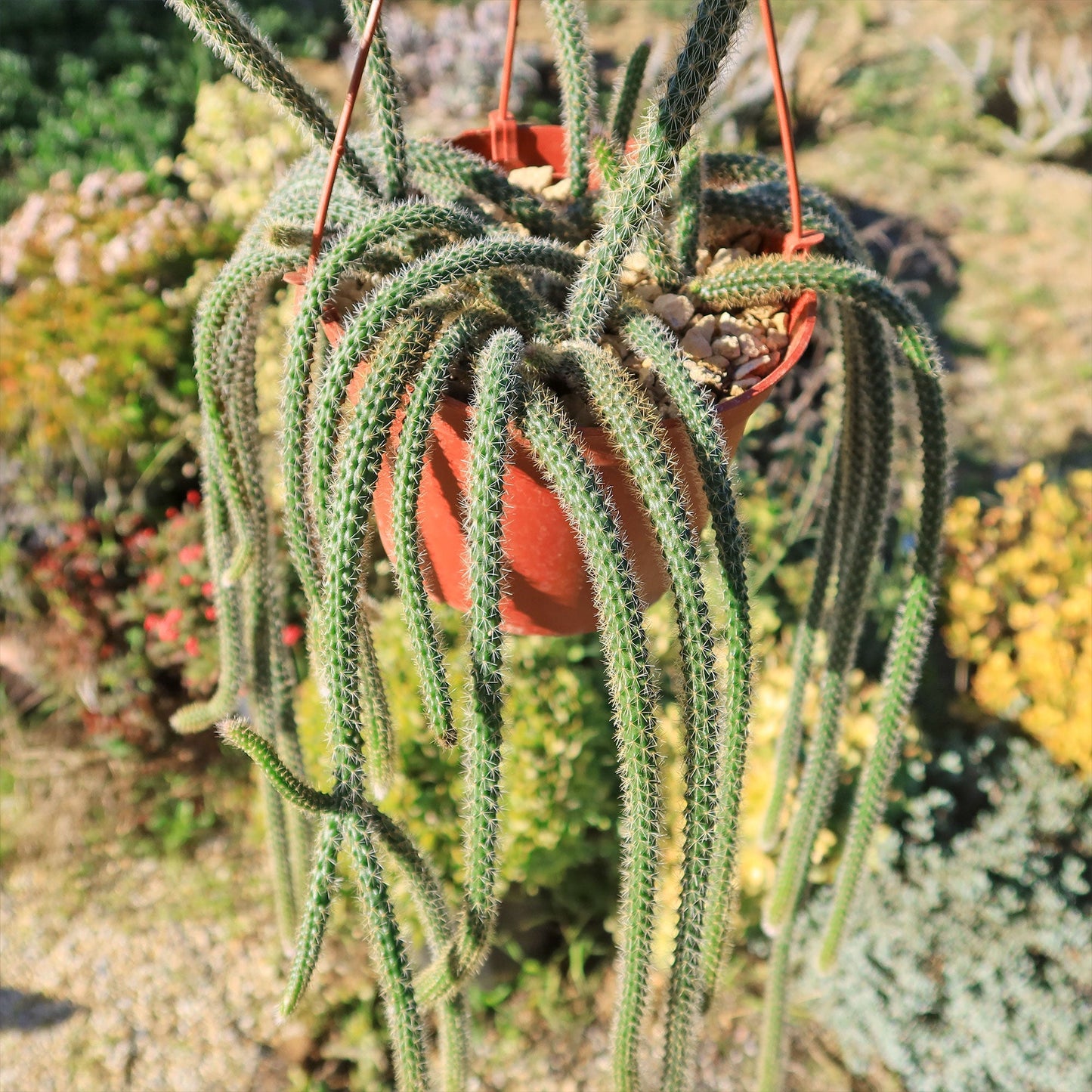 Rat Tail cactus 'Aporocactus flagelliformis'