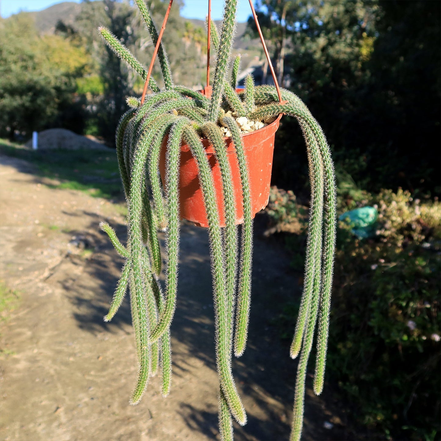 Rat Tail cactus 'Aporocactus flagelliformis'