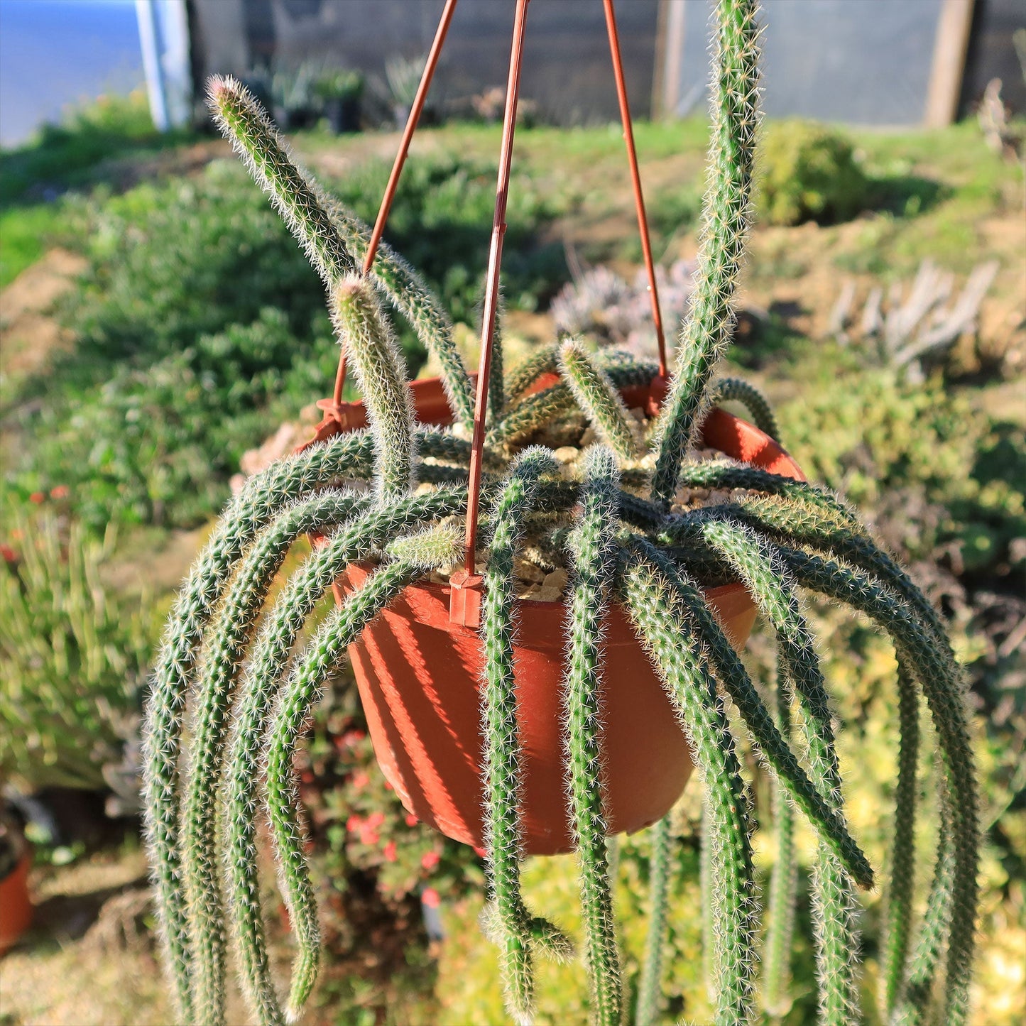 Rat Tail cactus 'Aporocactus flagelliformis'