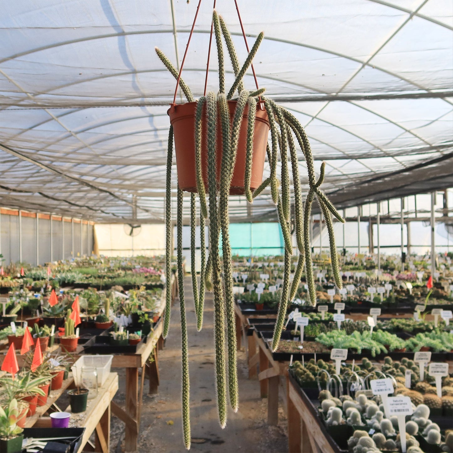Rat Tail cactus 'Aporocactus flagelliformis'