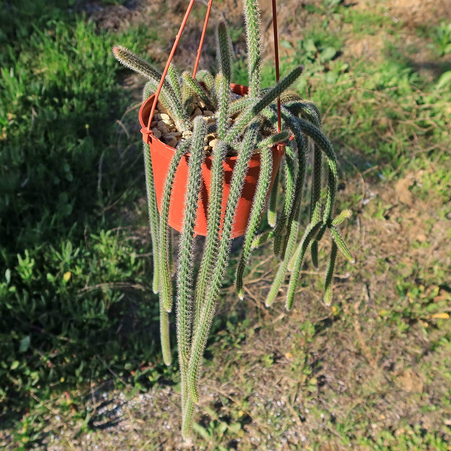 Rat Tail cactus 'Aporocactus flagelliformis'