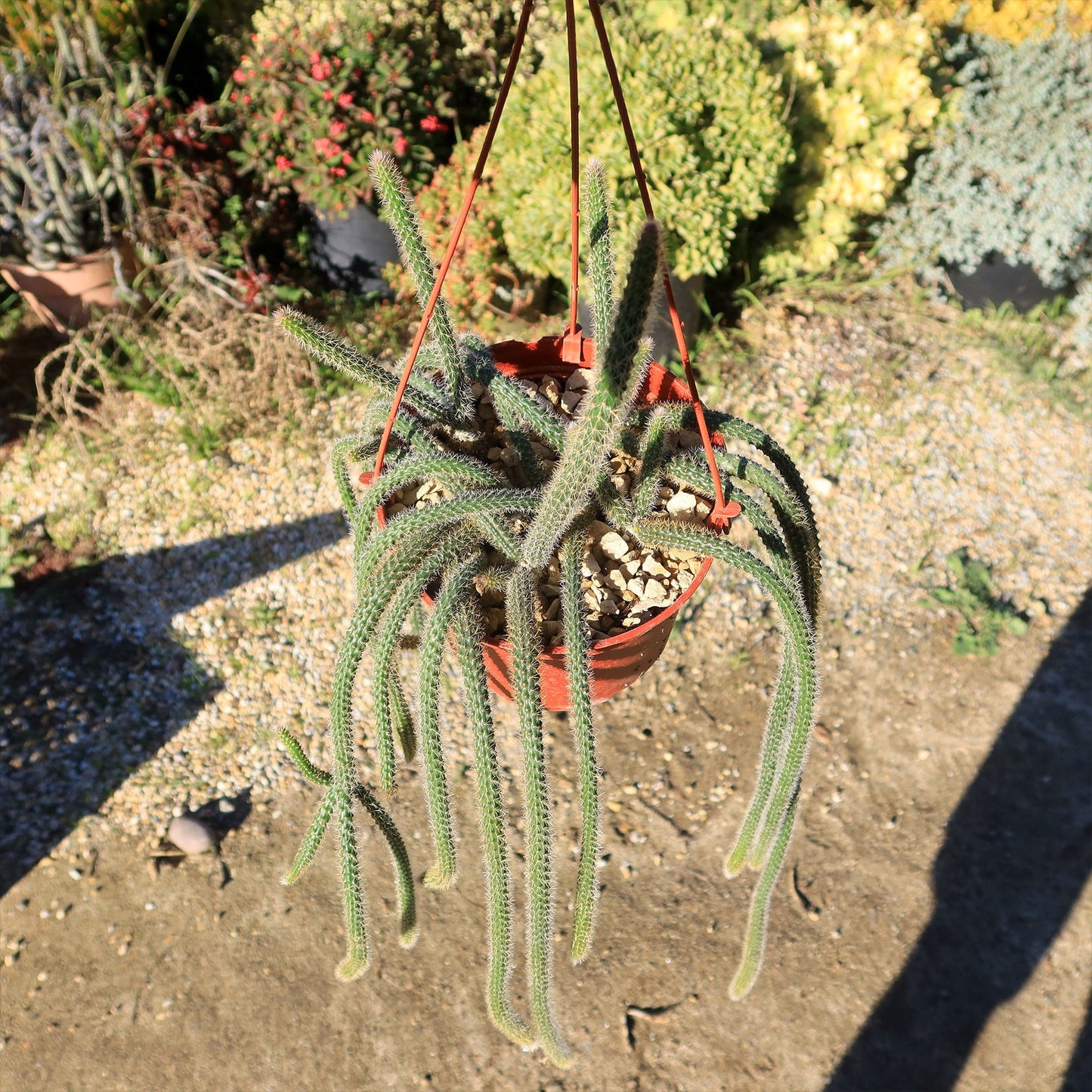 Rat Tail cactus 'Aporocactus flagelliformis'