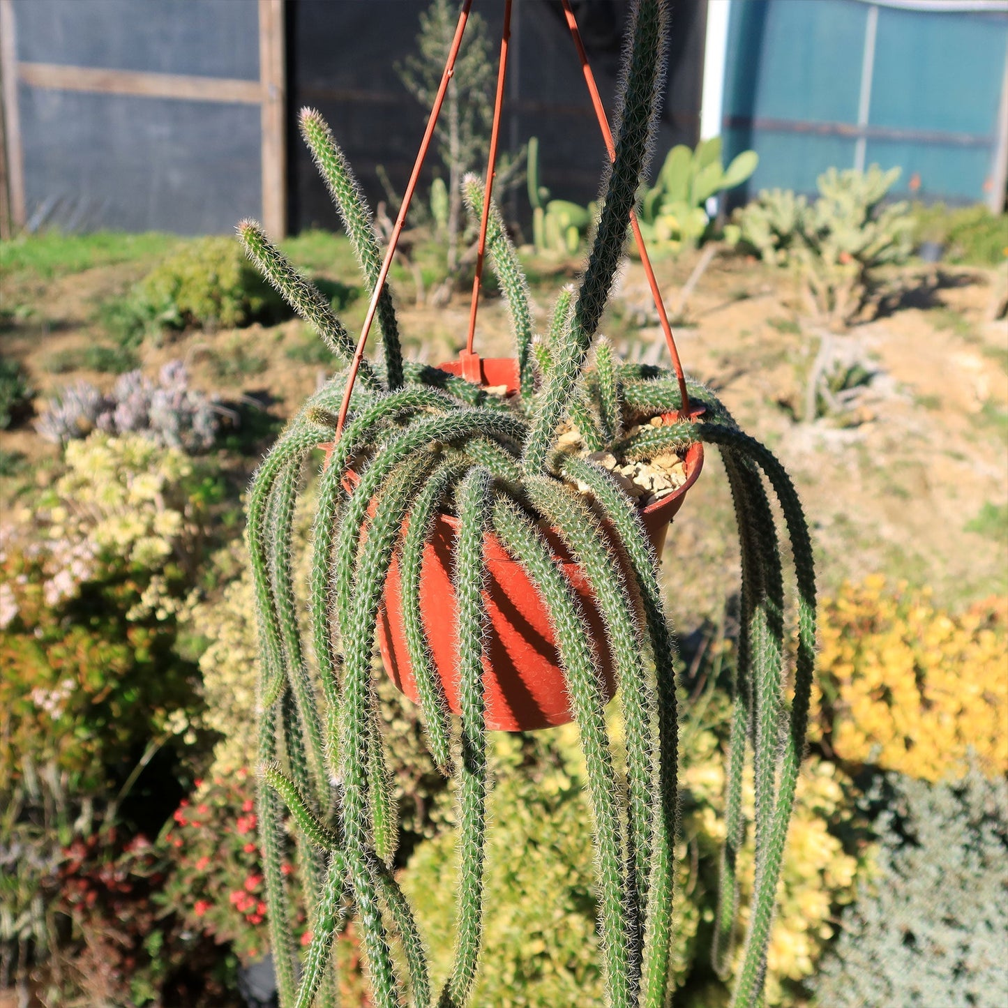 Rat Tail cactus 'Aporocactus flagelliformis'
