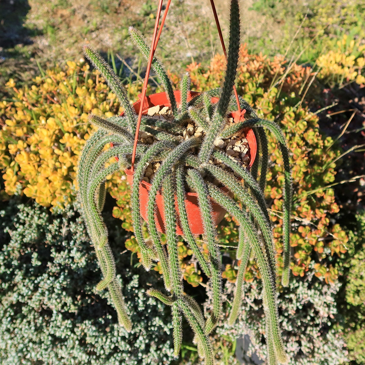 Rat Tail cactus 'Aporocactus flagelliformis'