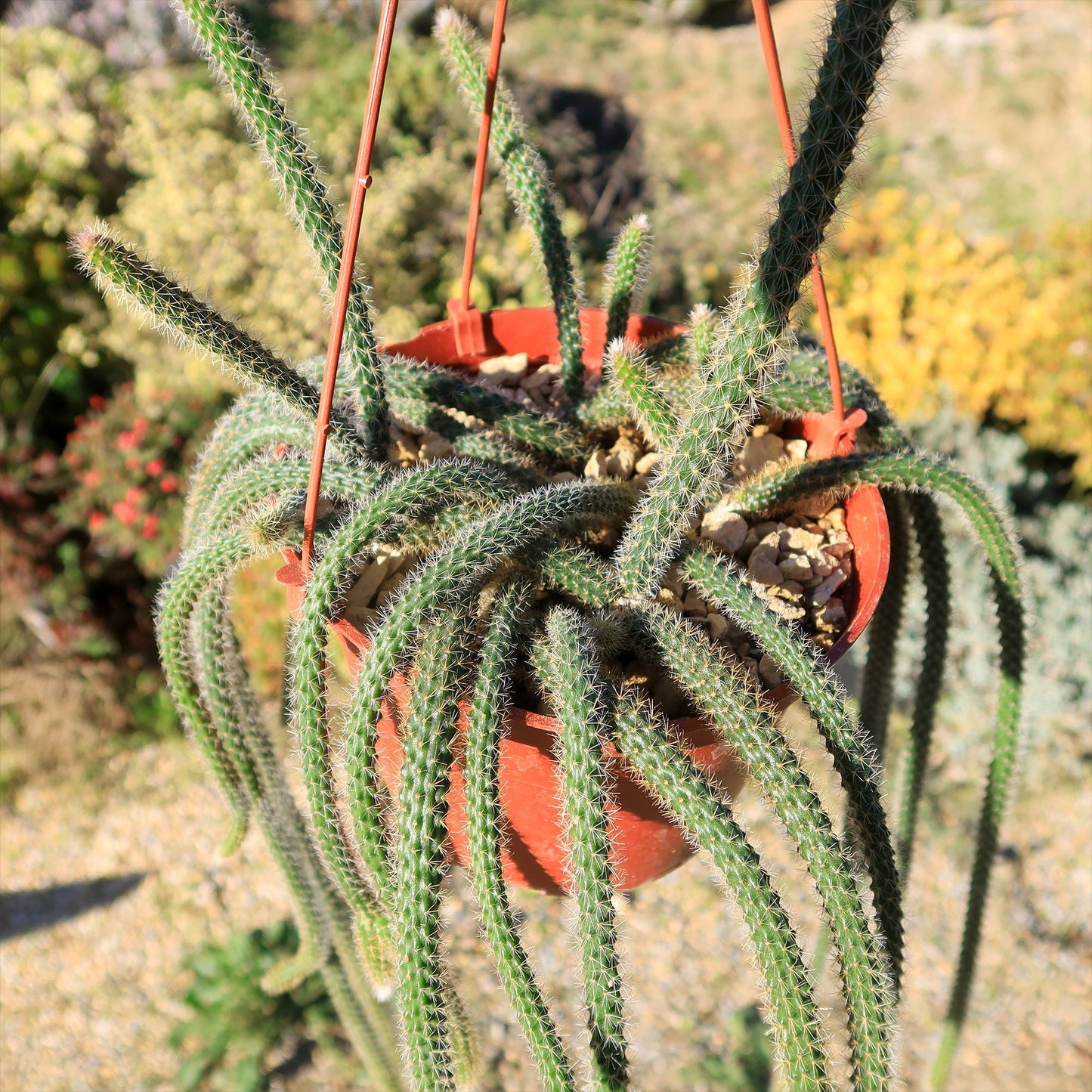 Rat Tail cactus 'Aporocactus flagelliformis'