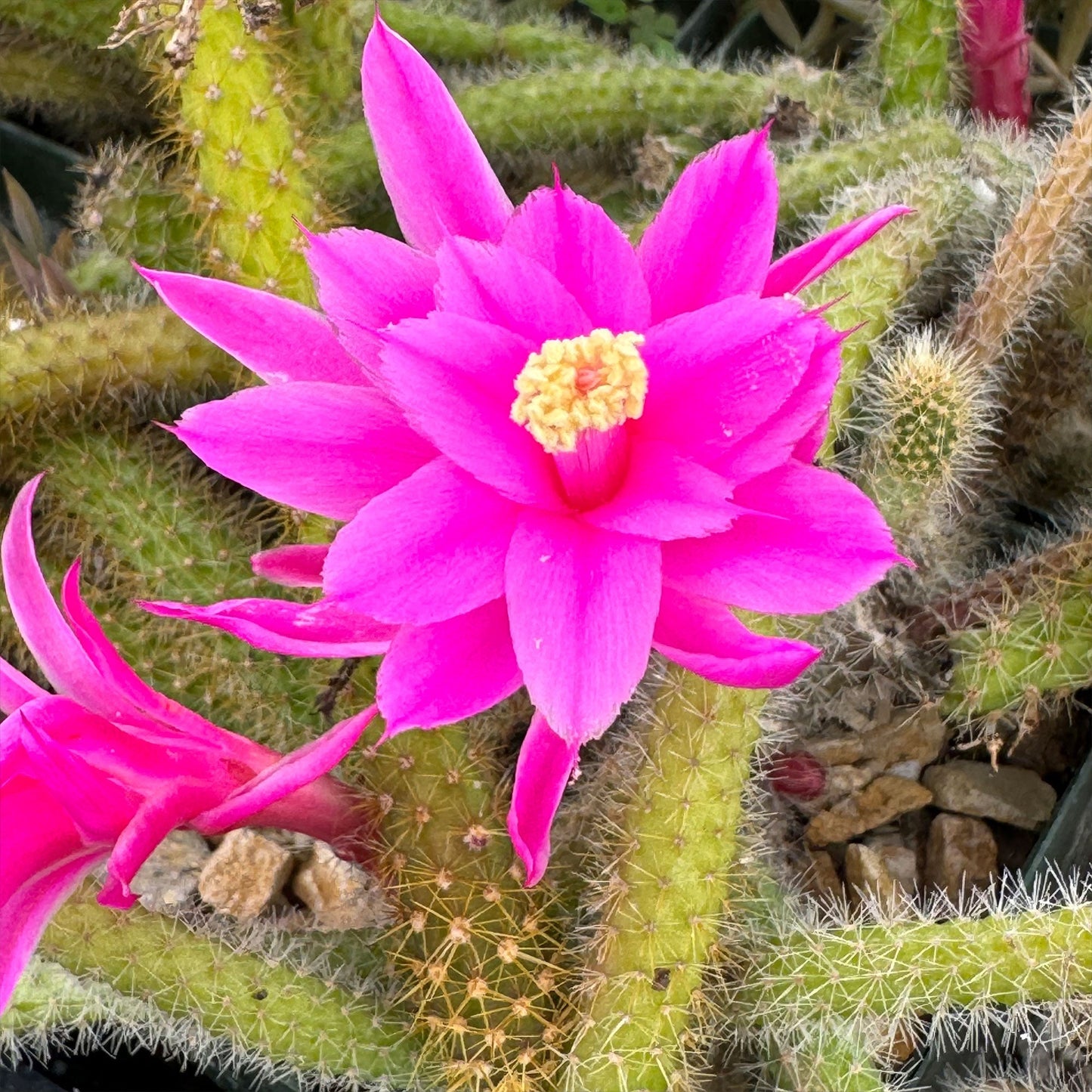 Rat Tail cactus 'Aporocactus flagelliformis'