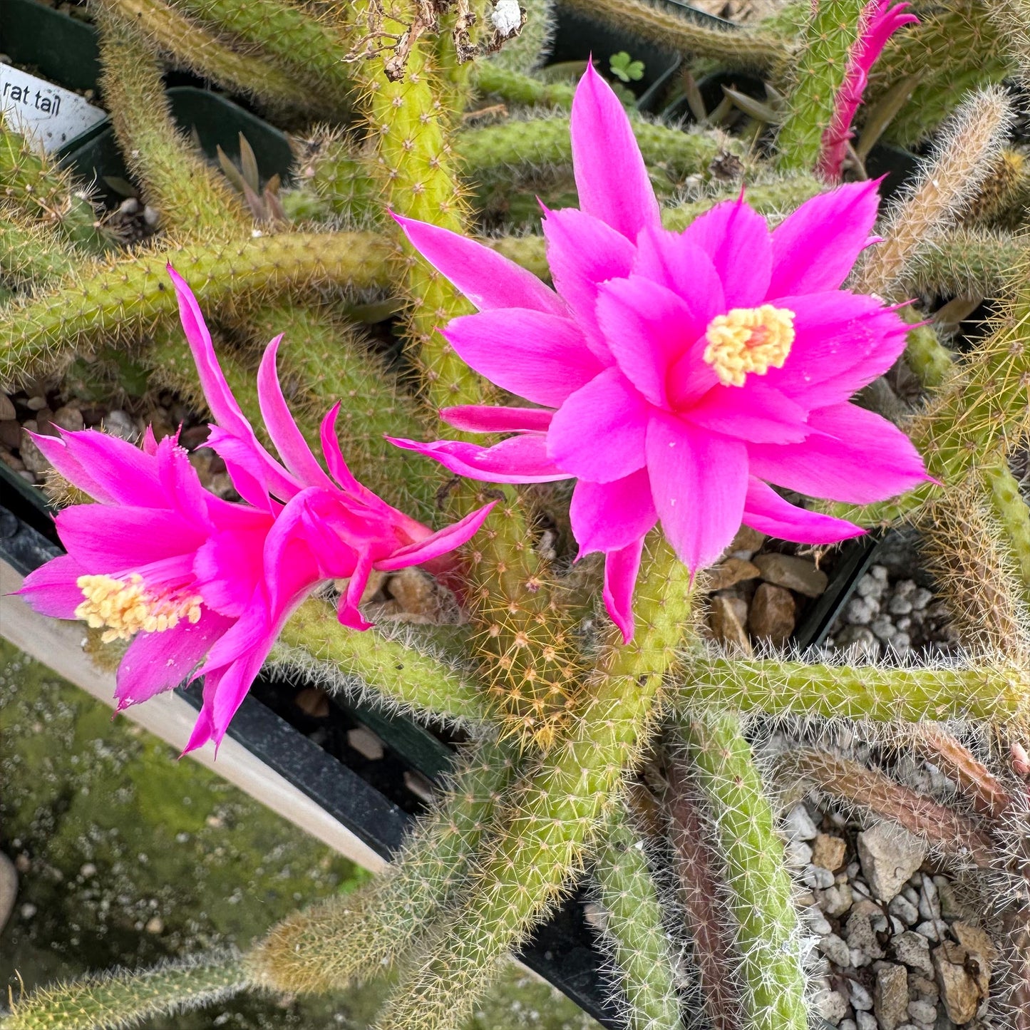 Rat Tail cactus 'Aporocactus flagelliformis'
