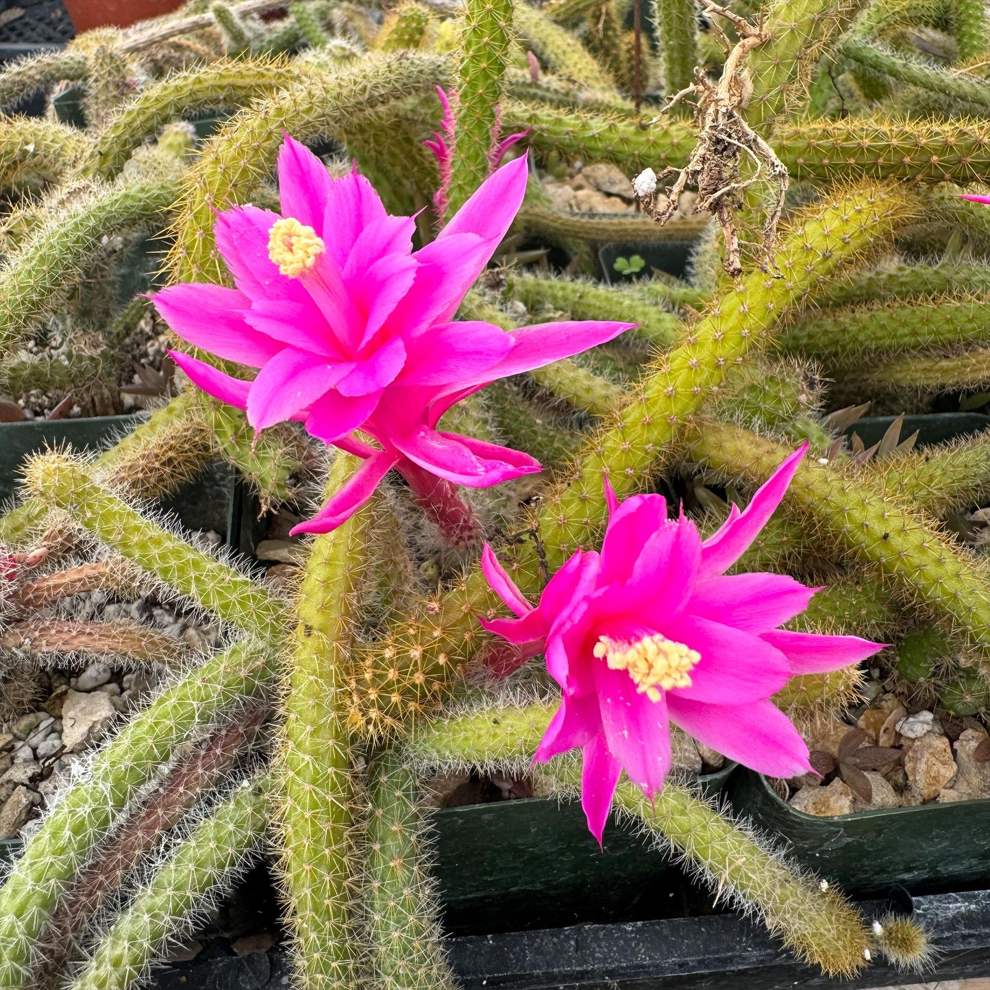 Rat Tail cactus 'Aporocactus flagelliformis'