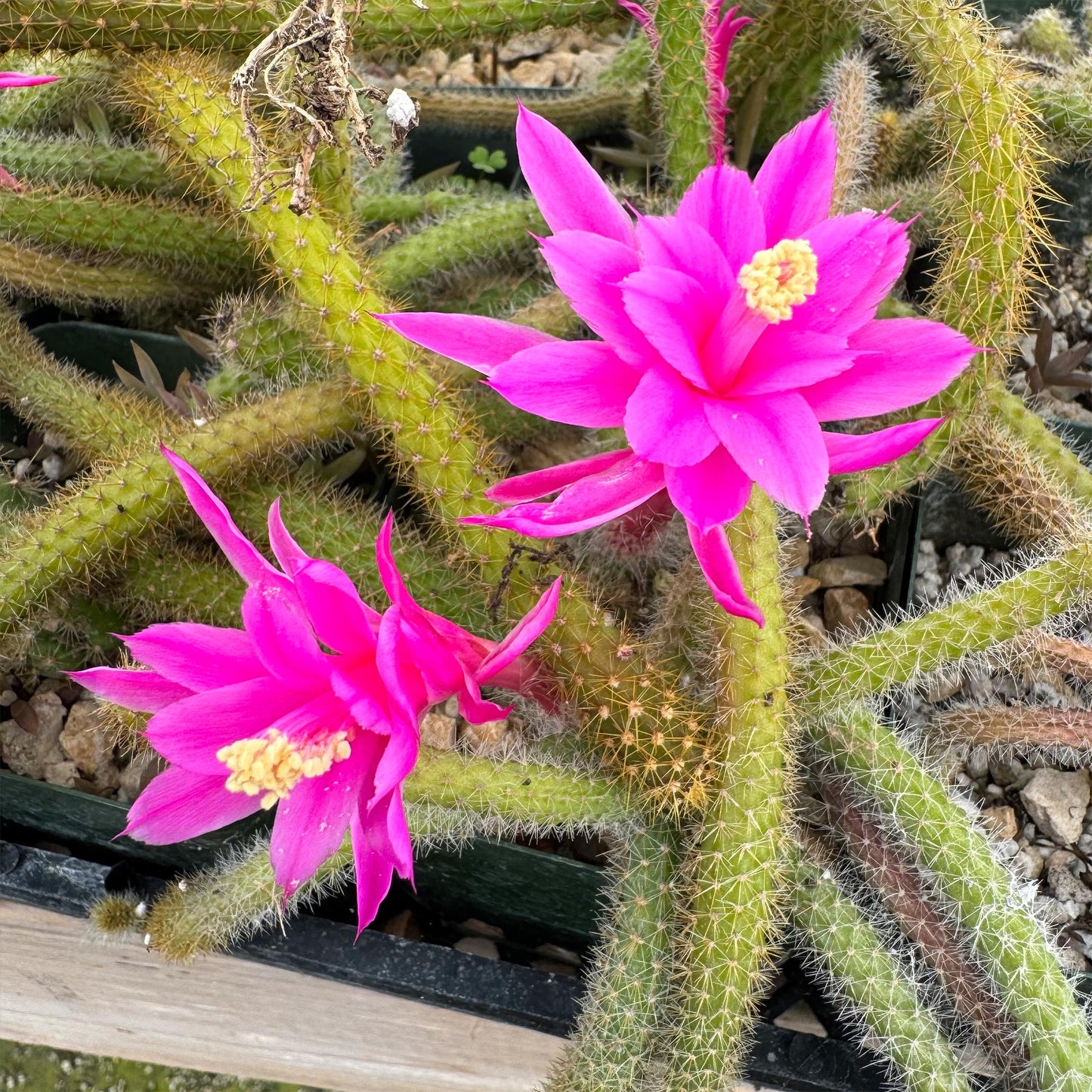 Rat Tail cactus 'Aporocactus flagelliformis'