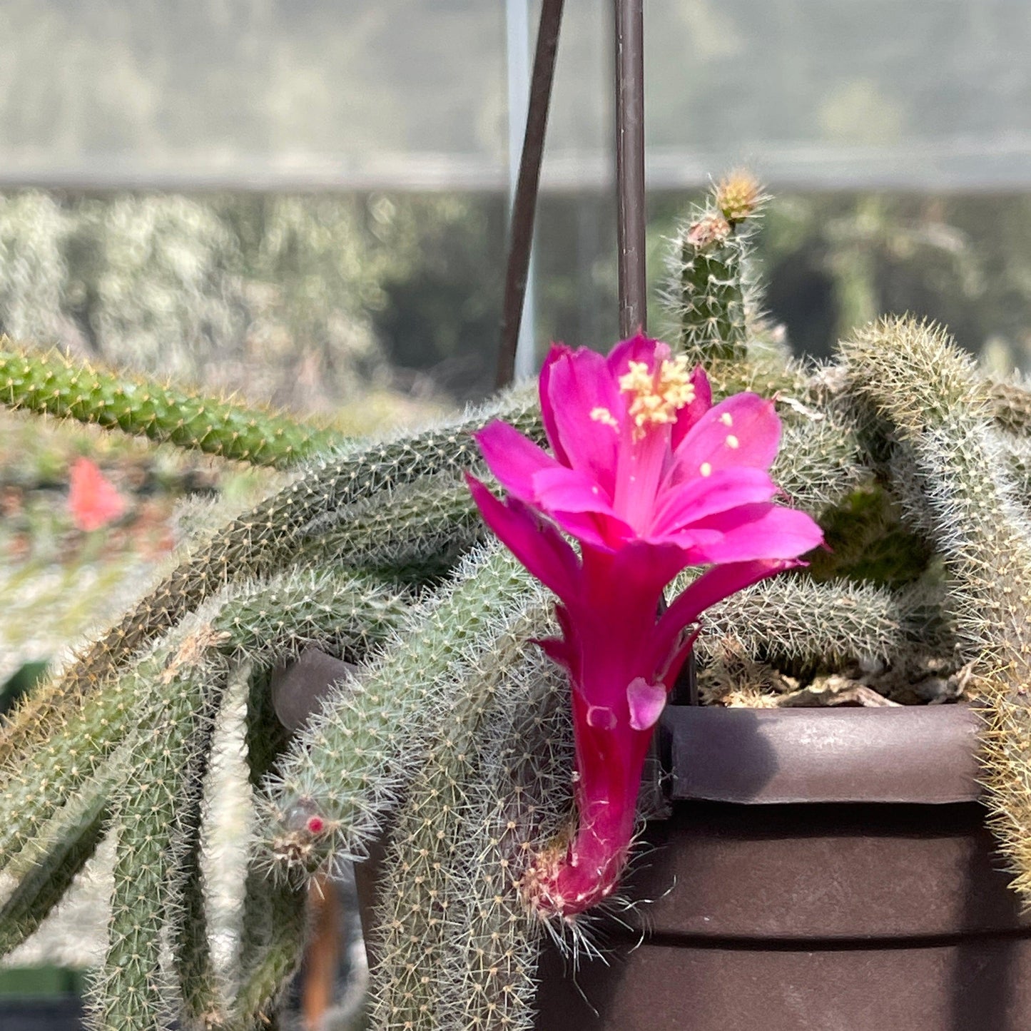 Rat Tail cactus 'Aporocactus flagelliformis'