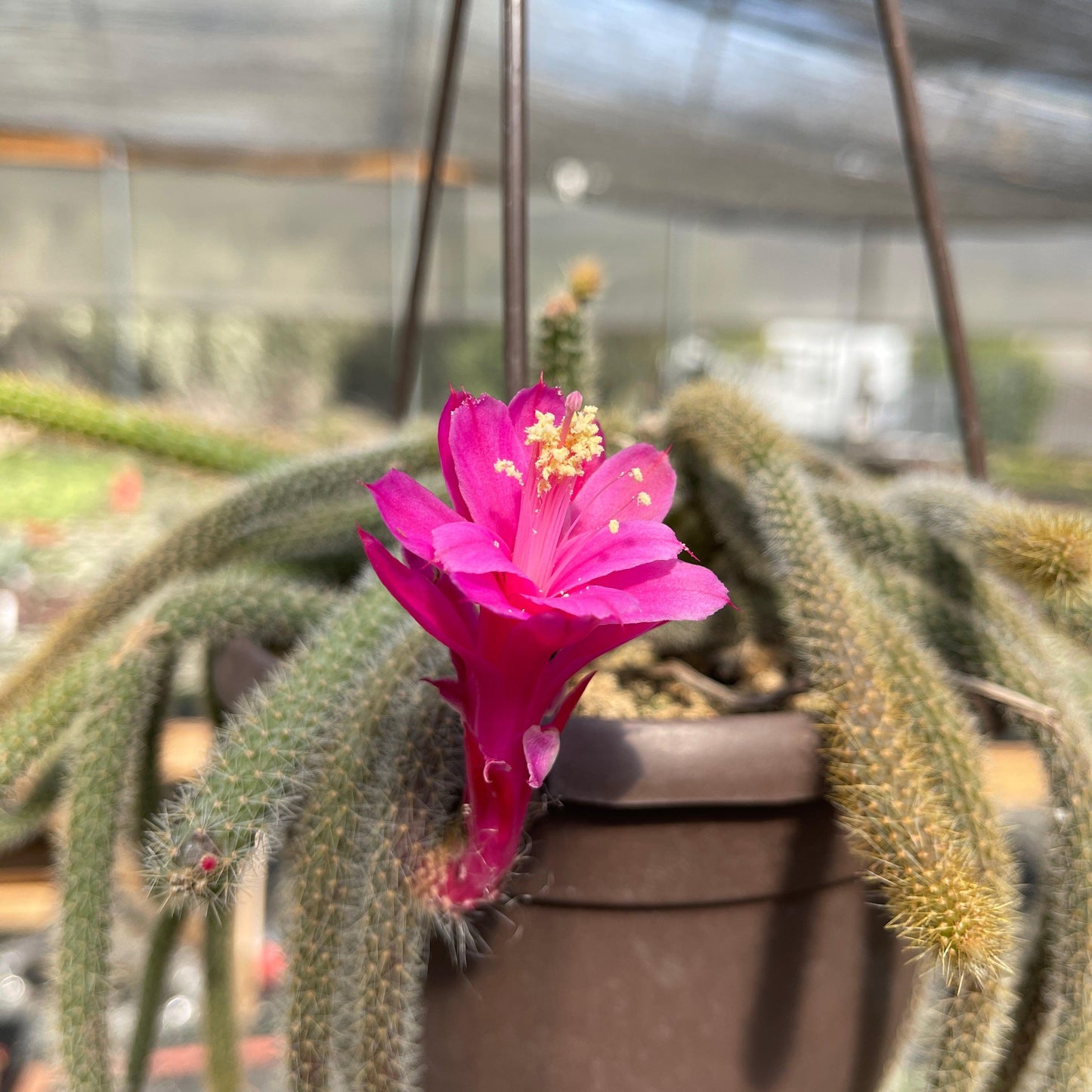 Rat Tail cactus 'Aporocactus flagelliformis'