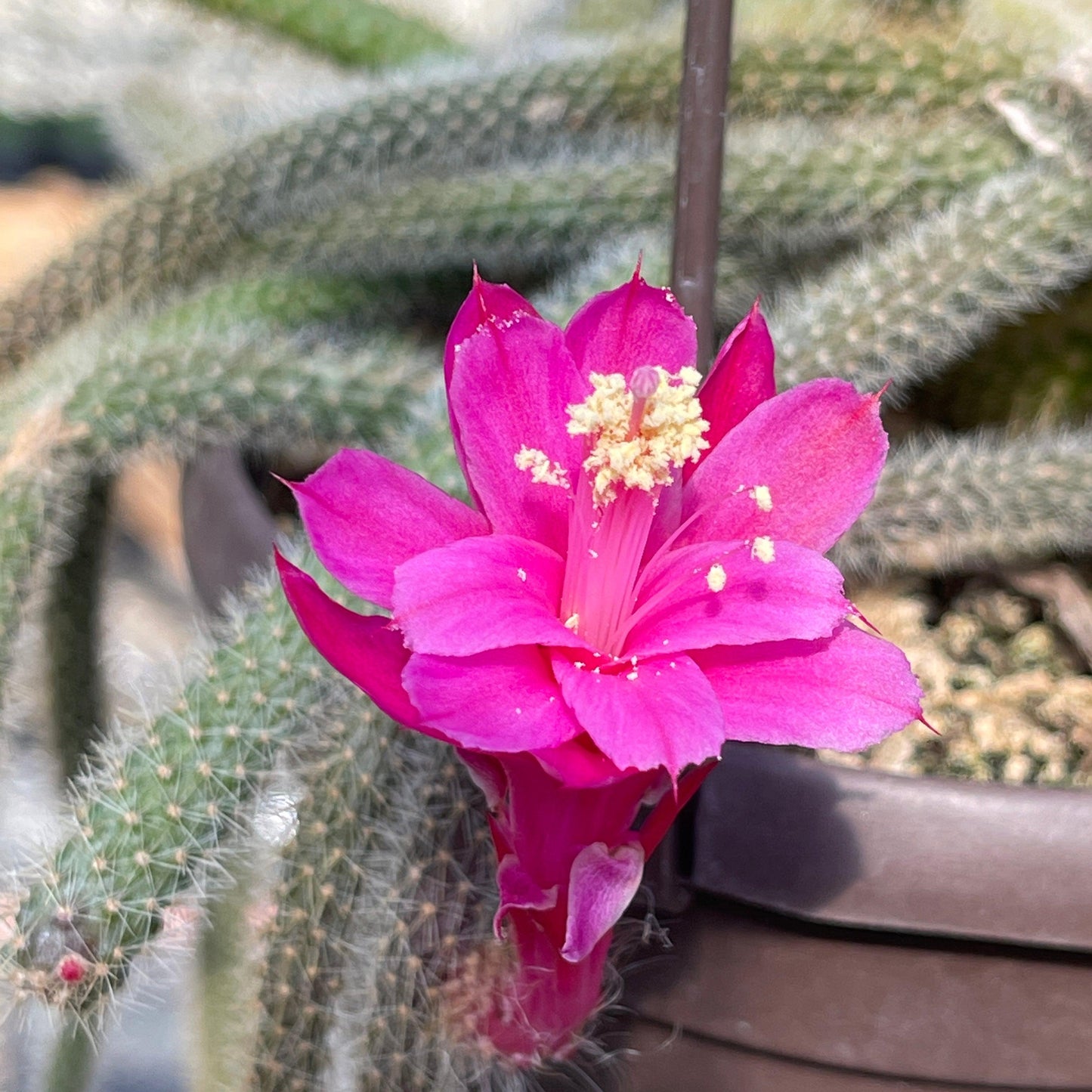Rat Tail cactus 'Aporocactus flagelliformis'