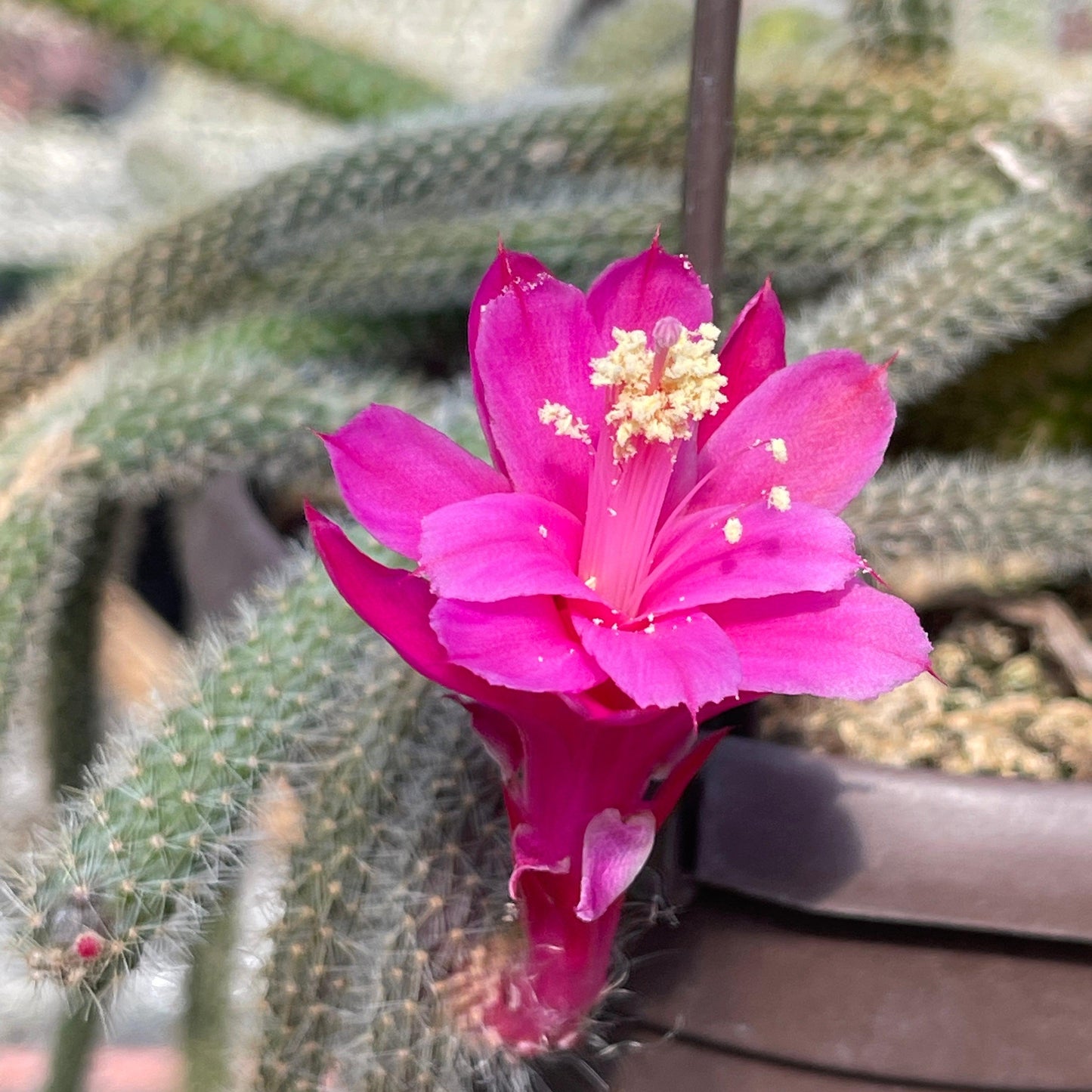 Rat Tail cactus 'Aporocactus flagelliformis'
