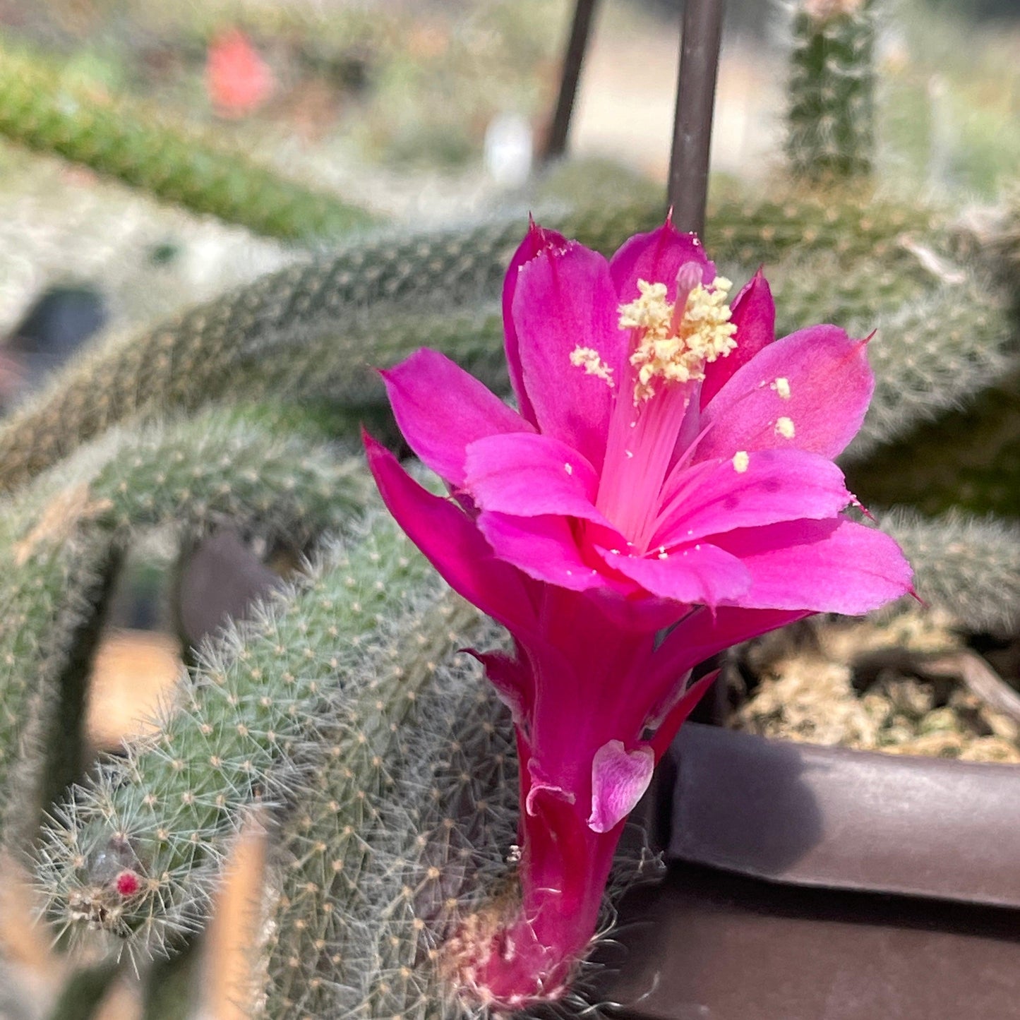 Rat Tail cactus 'Aporocactus flagelliformis'