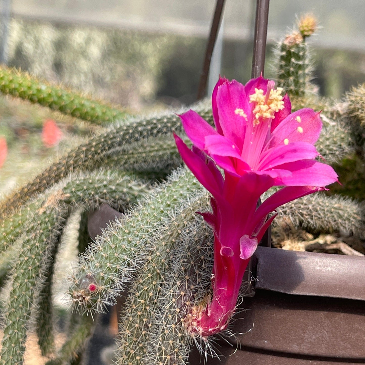 Rat Tail cactus 'Aporocactus flagelliformis'