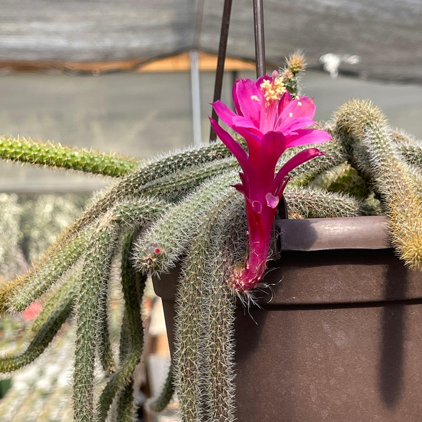 Rat Tail cactus 'Aporocactus flagelliformis'