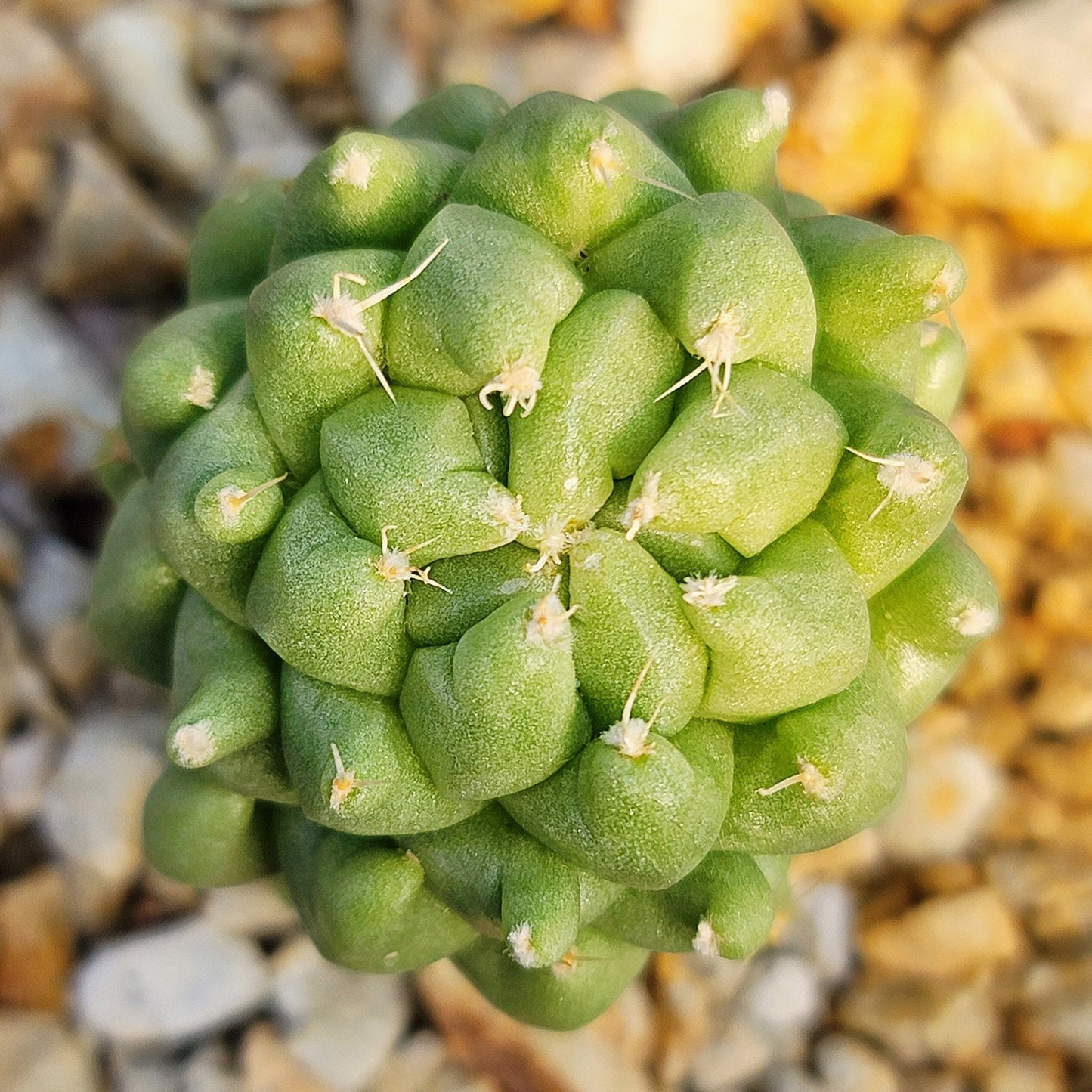Finger Cactus - Dolichothele longimamma 'monstruosa'