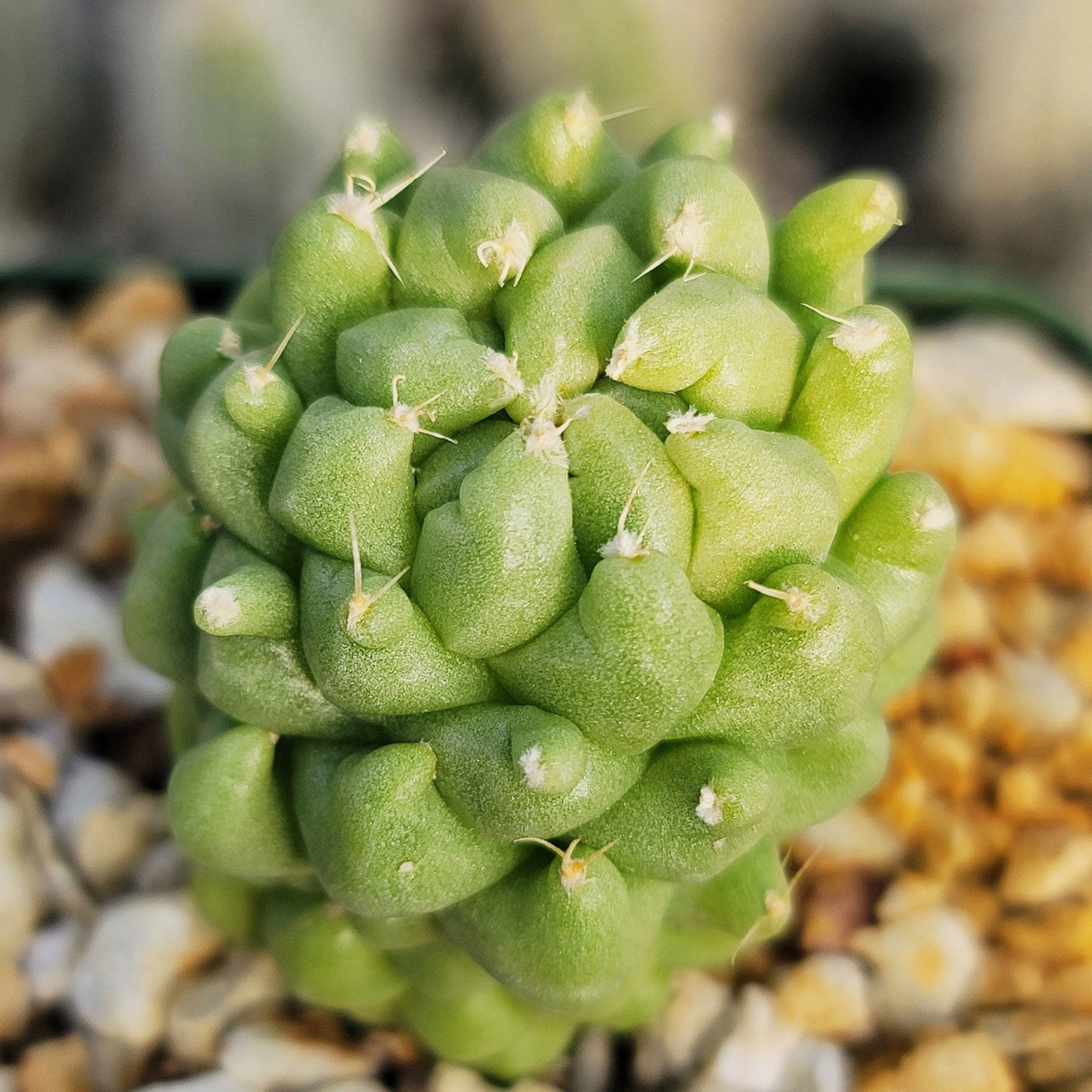 Finger Cactus - Dolichothele longimamma 'monstruosa'