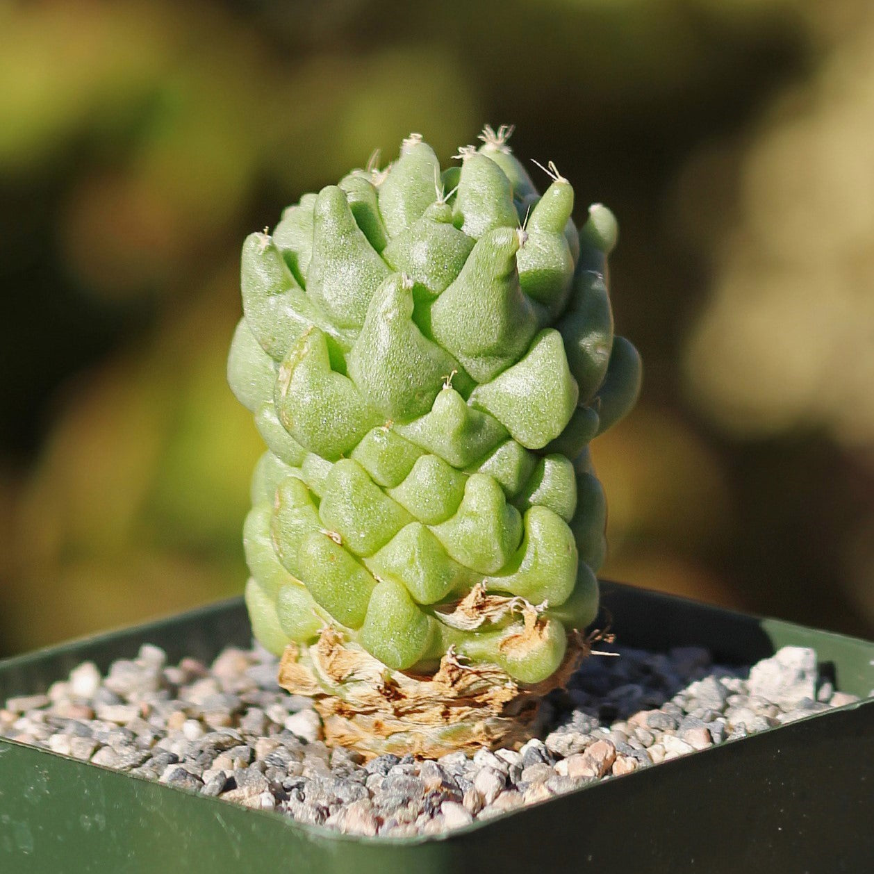 Finger Cactus - Dolichothele longimamma 'monstruosa'