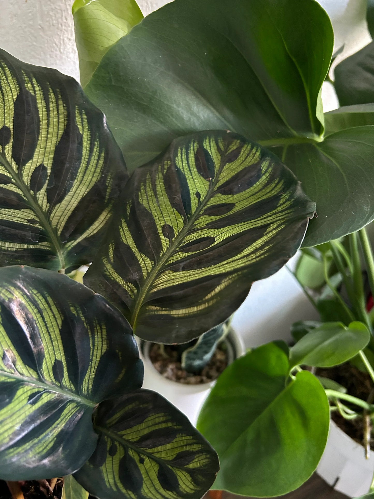 Mystery Plant Box - 4 House Plants