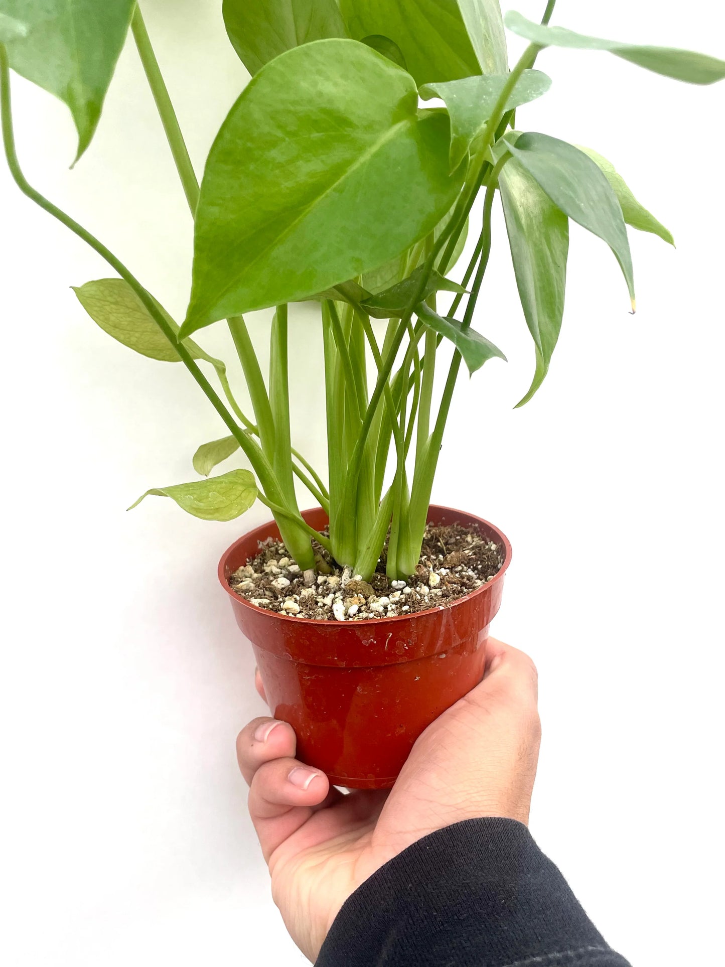 Monstera Deliciosa House Plant