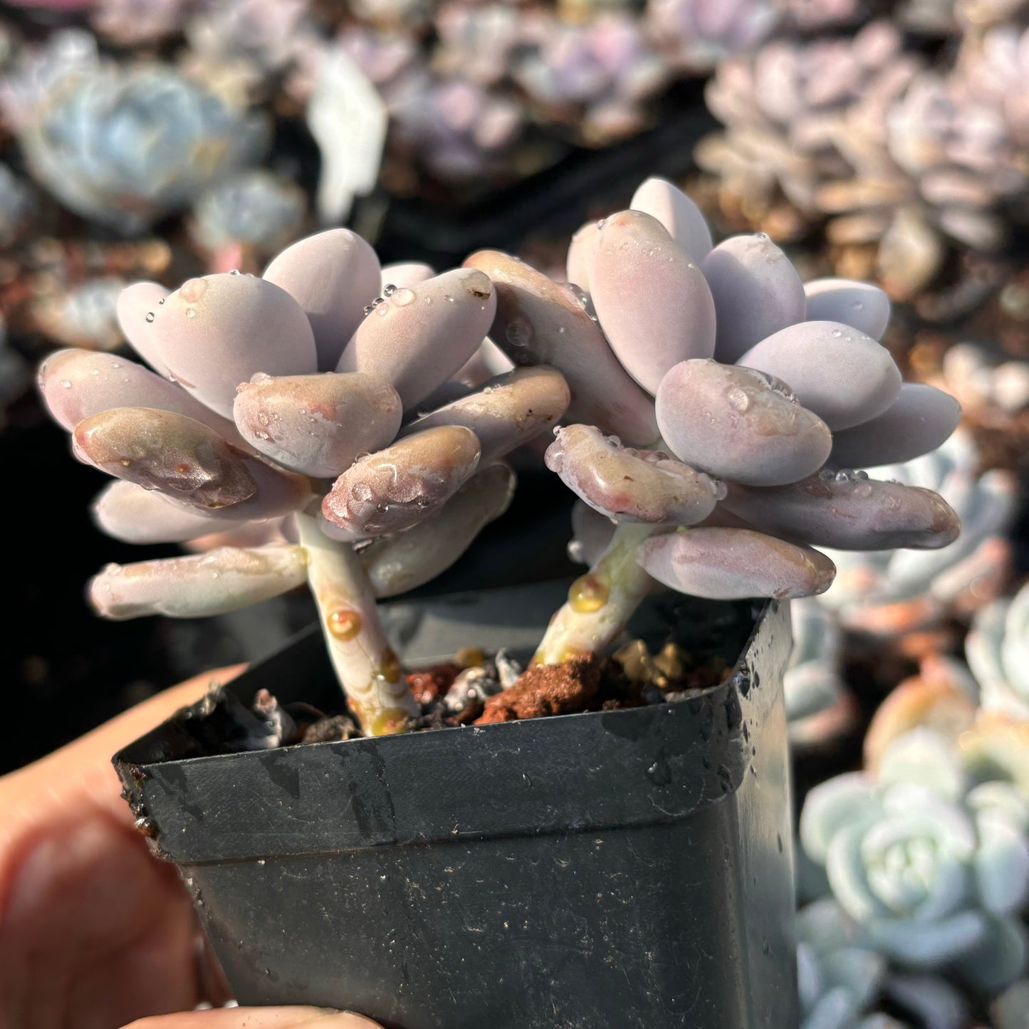 Specail!Graptopetalum Amethystinum Lavender Pebbles 桃蛋