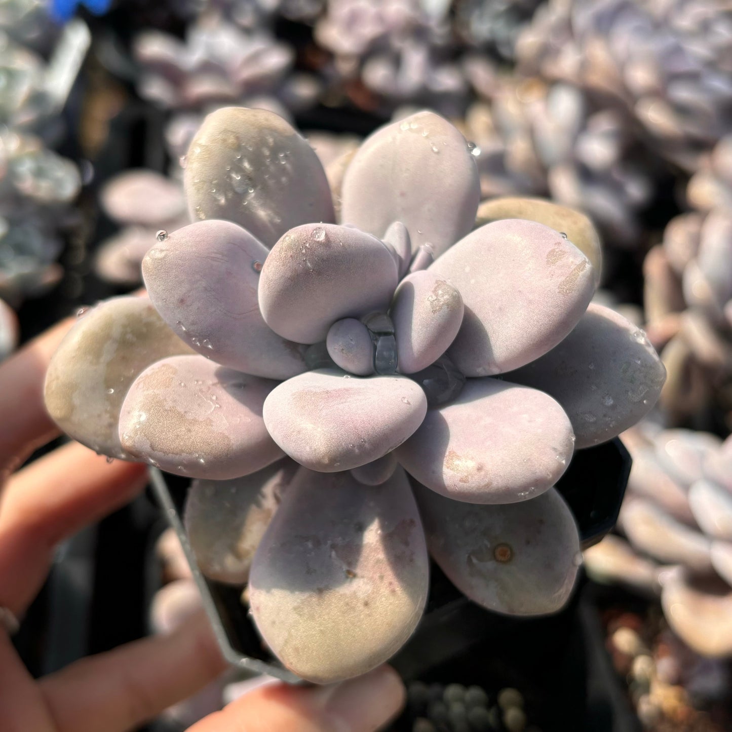 Specail!Graptopetalum Amethystinum Lavender Pebbles 桃蛋