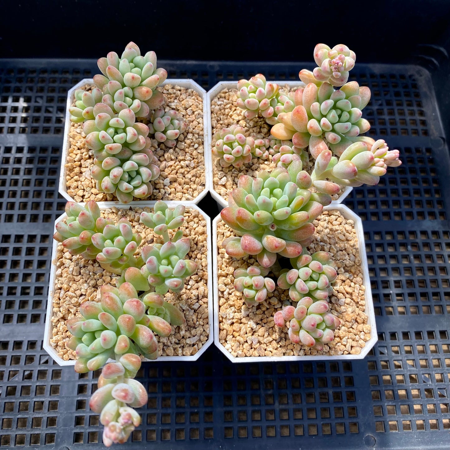 Graptopetalum Microcalyx
