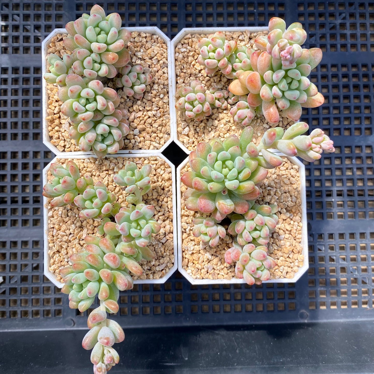 Graptopetalum Microcalyx