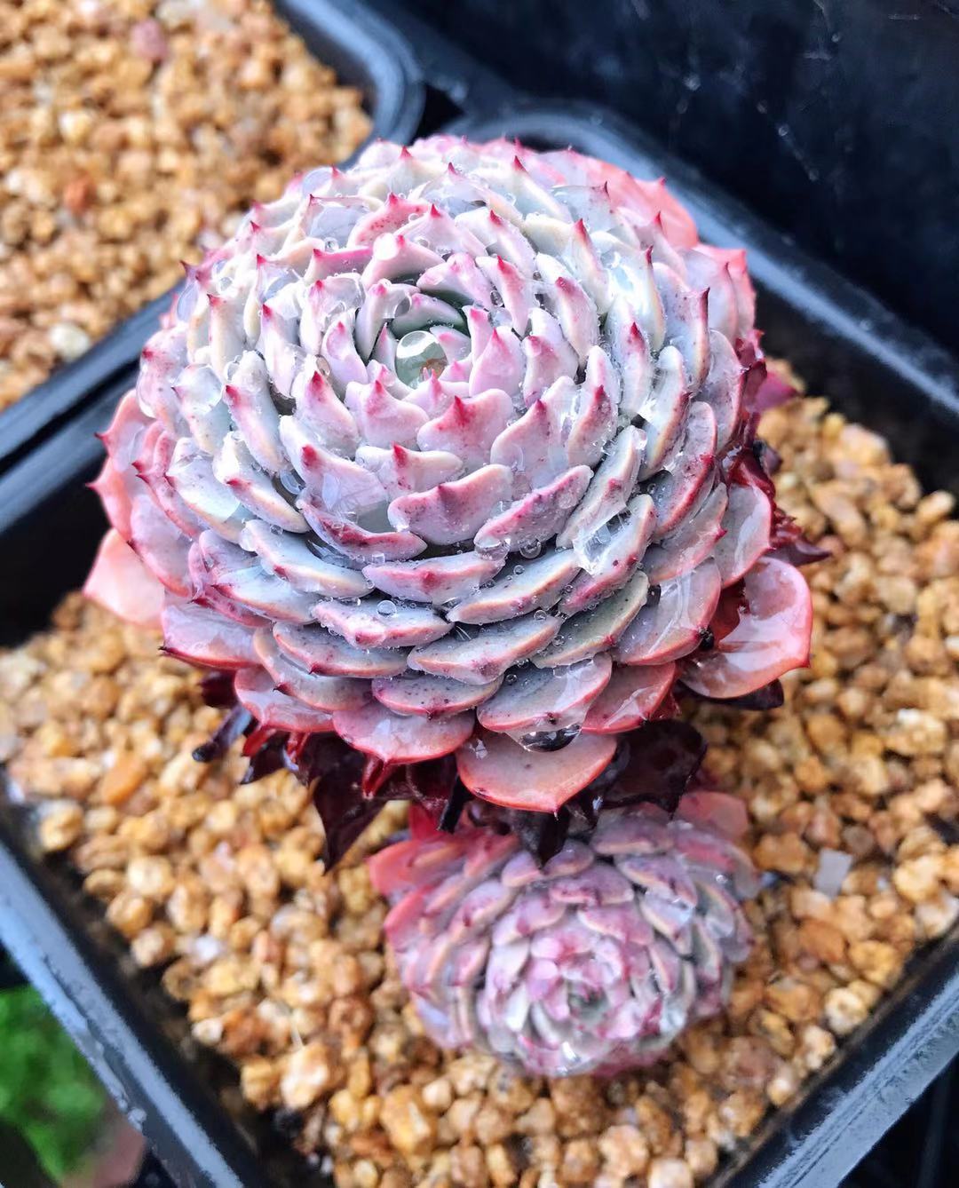 Echeveria Tuxpan